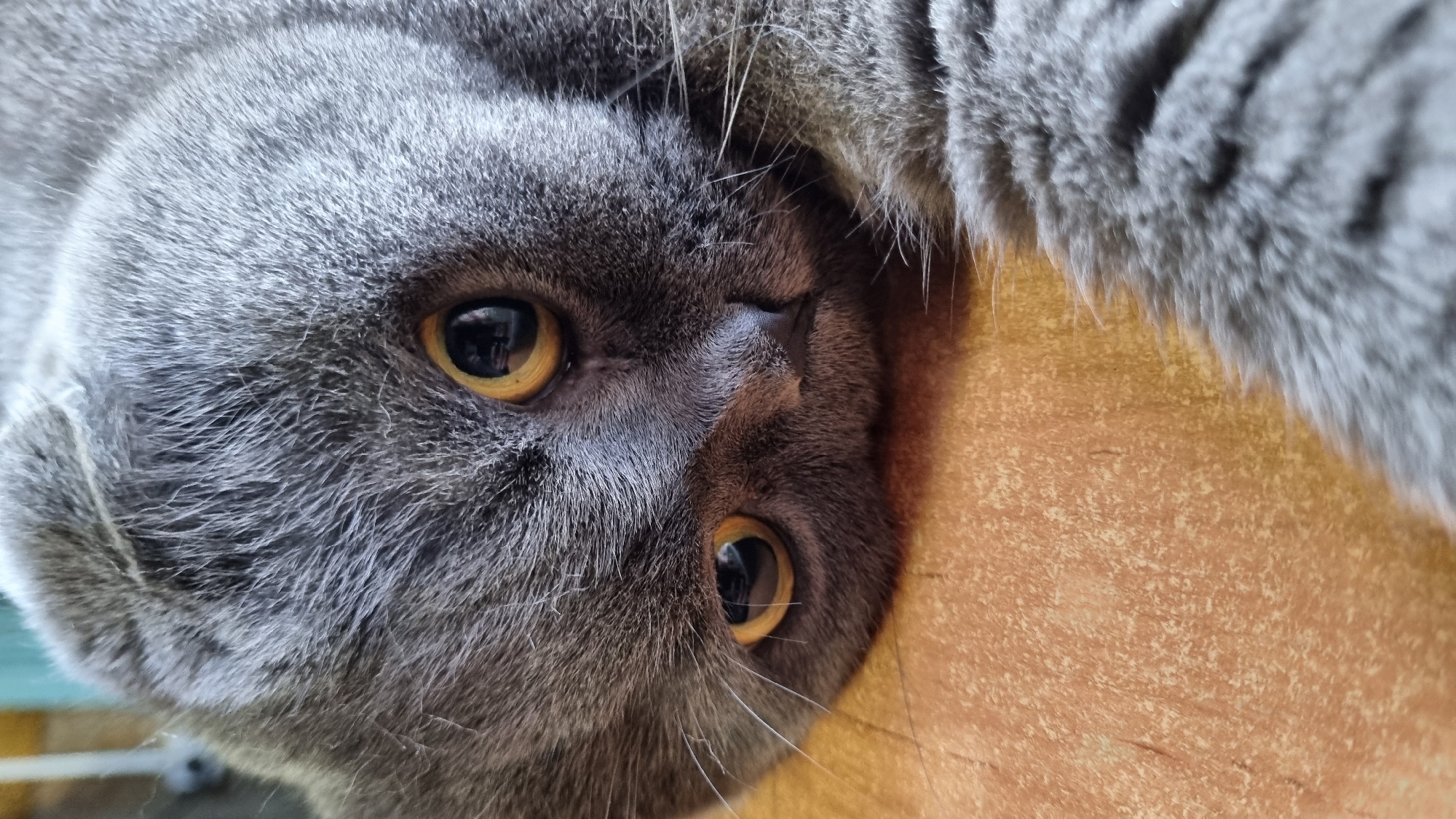 A close-up, low-angle shot focuses on the face of a grey Scottish Fold cat lying on a tan, textured surface. The cat's head is tilted to the side, with its prominent round eyes, colored amber, staring directly at the camera. The fur is short and dense, with visible whiskers. The background is softly blurred, showing hints of a light-colored object on the left and a striped pattern on the right. The image is taken indoors. There is no information about the city of Vysokoe, Russia, in the provided image.