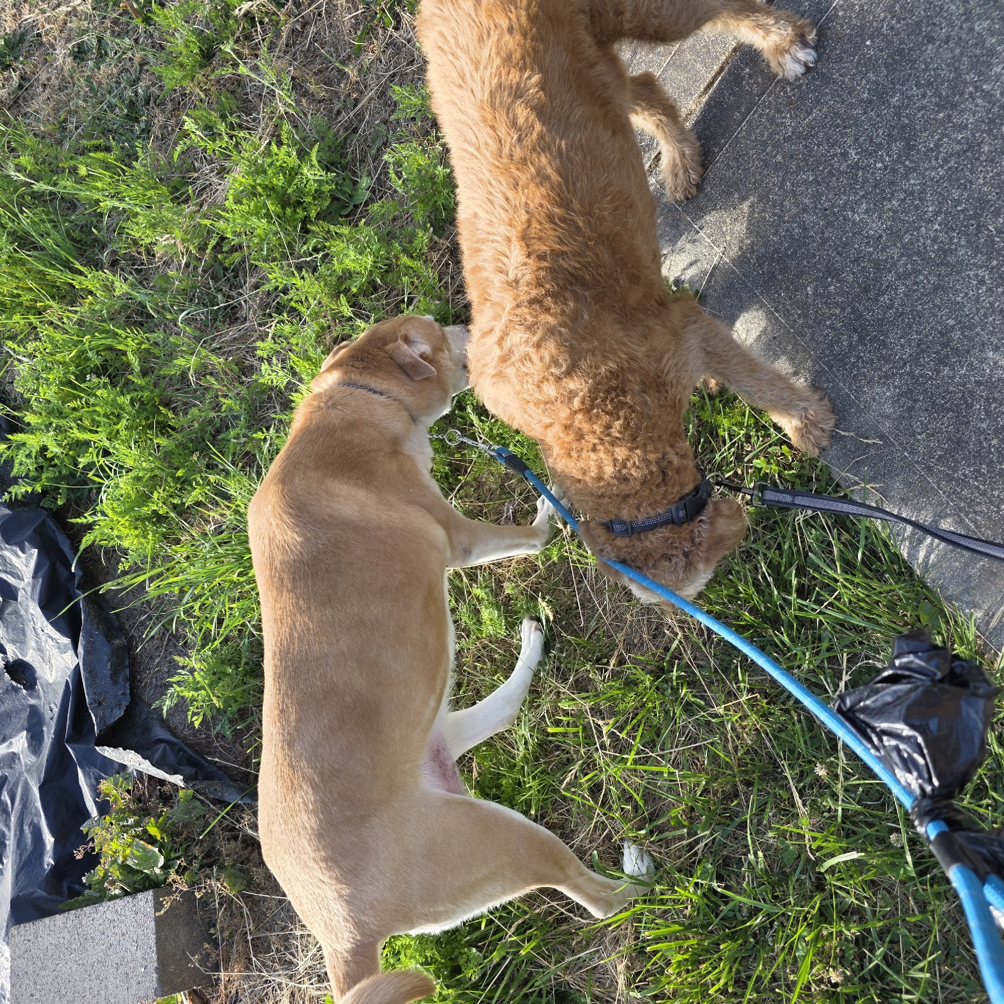 Two dogs are on leashes outdoors. The dog on the left is a tan, medium-sized dog with a short coat. The dog on the right is a smaller, tan dog with a curly, shaggy coat. Both dogs are sniffing the ground. The larger dog is leashed with a blue rope, and the smaller dog is leashed with a gray and black leash. A black plastic bag is tied to the blue rope. The dogs are on a patch of grass and dry dirt next to a gray concrete path. In the background, there is black plastic sheeting and green vegetation. The scene appears to be in an outdoor area with a mix of natural and man-made elements.