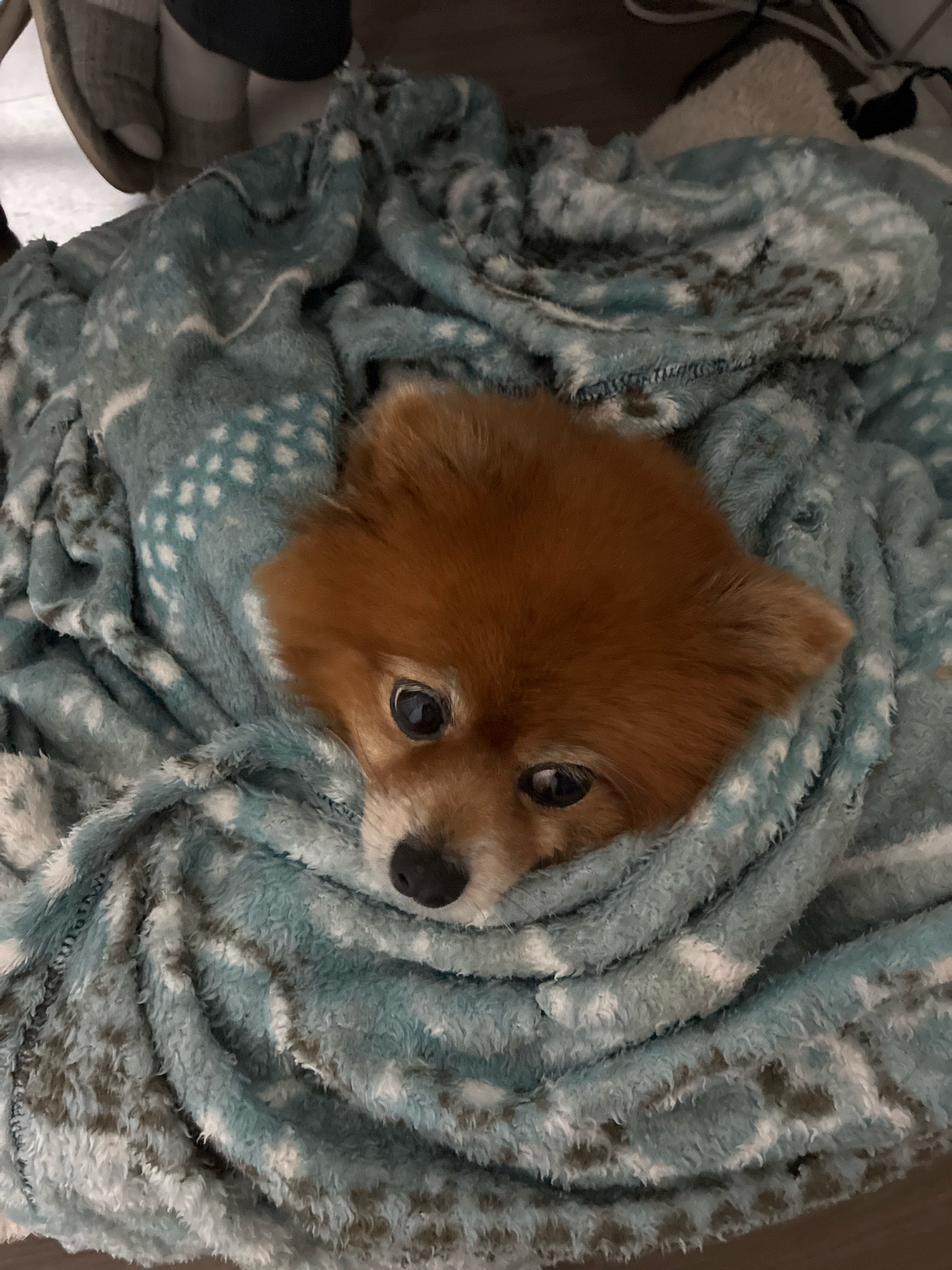 A Pomeranian dog is nestled in a blue fleece blanket with a white speckled pattern. The dog's face is peeking out from the blanket, with its brown fur and dark eyes visible. The background is out of focus and appears to be an indoor setting with a hint of a wooden floor. There are no visible landmarks or clues that would suggest a location in Curitiba, Brazil.