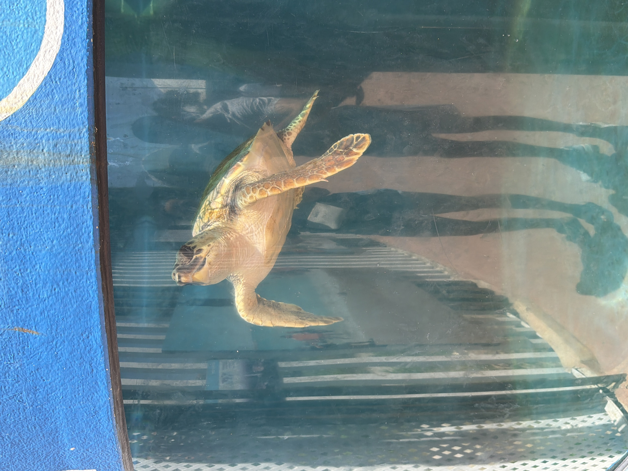 A loggerhead sea turtle is swimming in a tank. The turtle is light brown and green, with visible scales on its shell and limbs. It is positioned with its head to the left and its body angled towards the right, with its front flippers extended. The tank appears to be made of glass, with reflections visible on its surface. Behind the turtle, two blurred figures of people can be seen in silhouette, standing outside the tank. The background outside the tank consists of a white lattice fence on the left and a plain wall on the right. The top edge of the tank has a blue painted border with some white markings. This scene is located at the Oceanogràfic in the City of Arts and Sciences in Valencia, Spain.