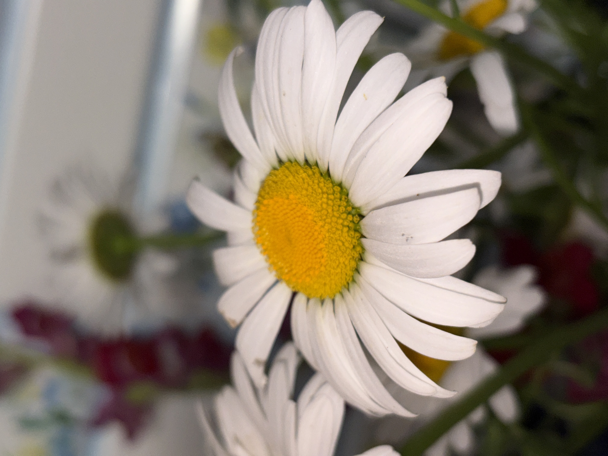 A medium shot of a bunch of daisies, with one daisy in sharp focus in the foreground, facing toward the viewer and slightly tilted to the right. The daisy has white petals and a bright yellow center. Other daisies are partially visible in the background, slightly out of focus. Green stems and leaves intertwine among the flowers. The background also contains out-of-focus colors of red, white and blue.