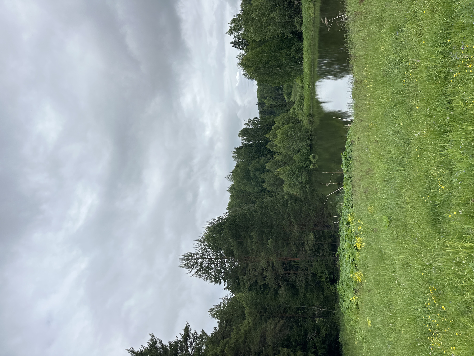 The image depicts a natural landscape in Al'nyash, Russia, under an overcast sky. The upper half of the frame is dominated by a uniform expanse of grey, dense clouds. Below the cloud line, a horizon of lush green forest stretches across the midground. The forest consists of a mix of tall coniferous trees, notably pines and spruces, interspersed with deciduous trees. In the middle ground, a tranquil body of dark water, likely a pond or small lake, reflects the cloudy sky and parts of the surrounding trees. The water surface is calm, showing minimal ripple. The immediate foreground features a vibrant, unkempt meadow of tall green grass, dotted with numerous small yellow wildflowers, some purple, and white blossoms. Towards the left edge of the water, a patch of larger-leaved, darker green foliage is visible. Several dry, slender plant stalks protrude vertically from the water's edge on both sides of the pond. There are no individuals, animals, or man-made structures visible within the scene. The lighting is soft and diffused, characteristic of a cloudy day.