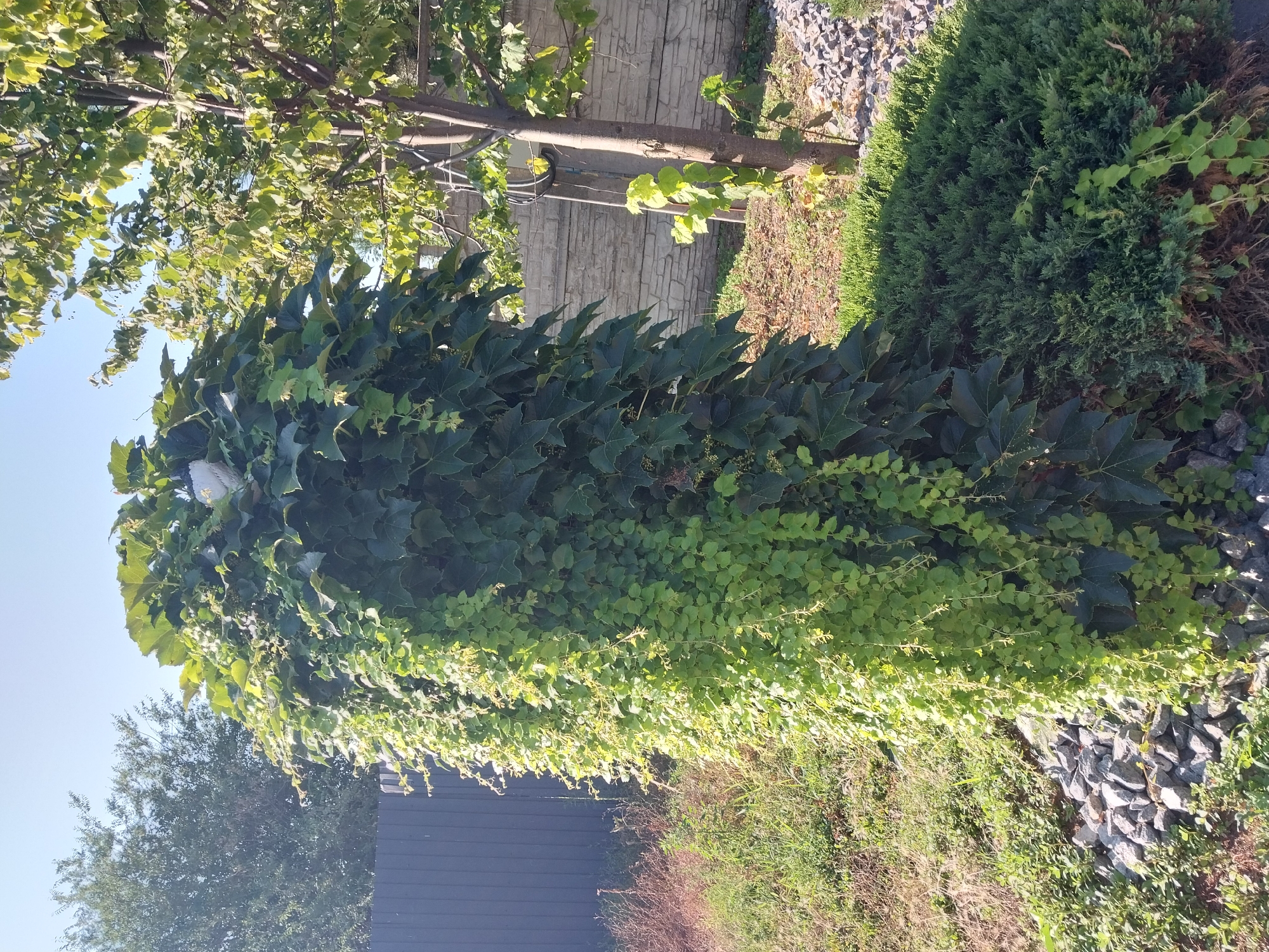 The image depicts a sunny outdoor scene in the city of Doslidne, Ukraine. In the foreground, a substantial column is heavily overgrown with dark green ivy and lighter green vines cascading down its sides. The column is surrounded by a bed of grey rocks and various green plants, including a dense, low-lying evergreen bush on the right. Behind the column, a grey wooden fence runs horizontally across the frame. To the right of the column, a young tree with a slender brown trunk and green leaves stands beside a light-colored, rough-textured stone wall. The sky above is clear and blue.