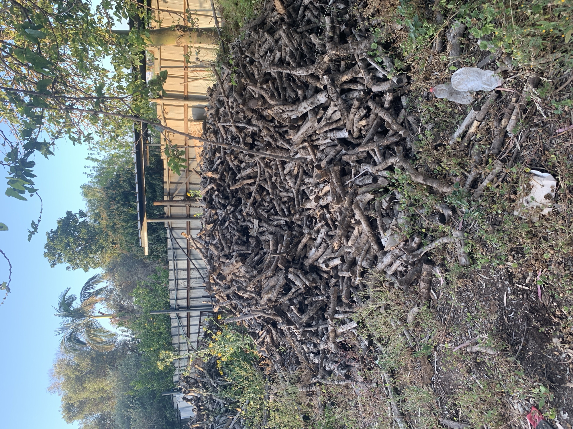 The image depicts a large pile of cut branches and logs located in Gan Sorek, Israel. The branches appear to be stacked against a metal structure with a corrugated roof. Vegetation including trees and shrubs surrounds the pile. Debris, specifically a plastic water bottle and a white object (possibly trash), are visible on the ground near the branches. The sky is clear and blue.