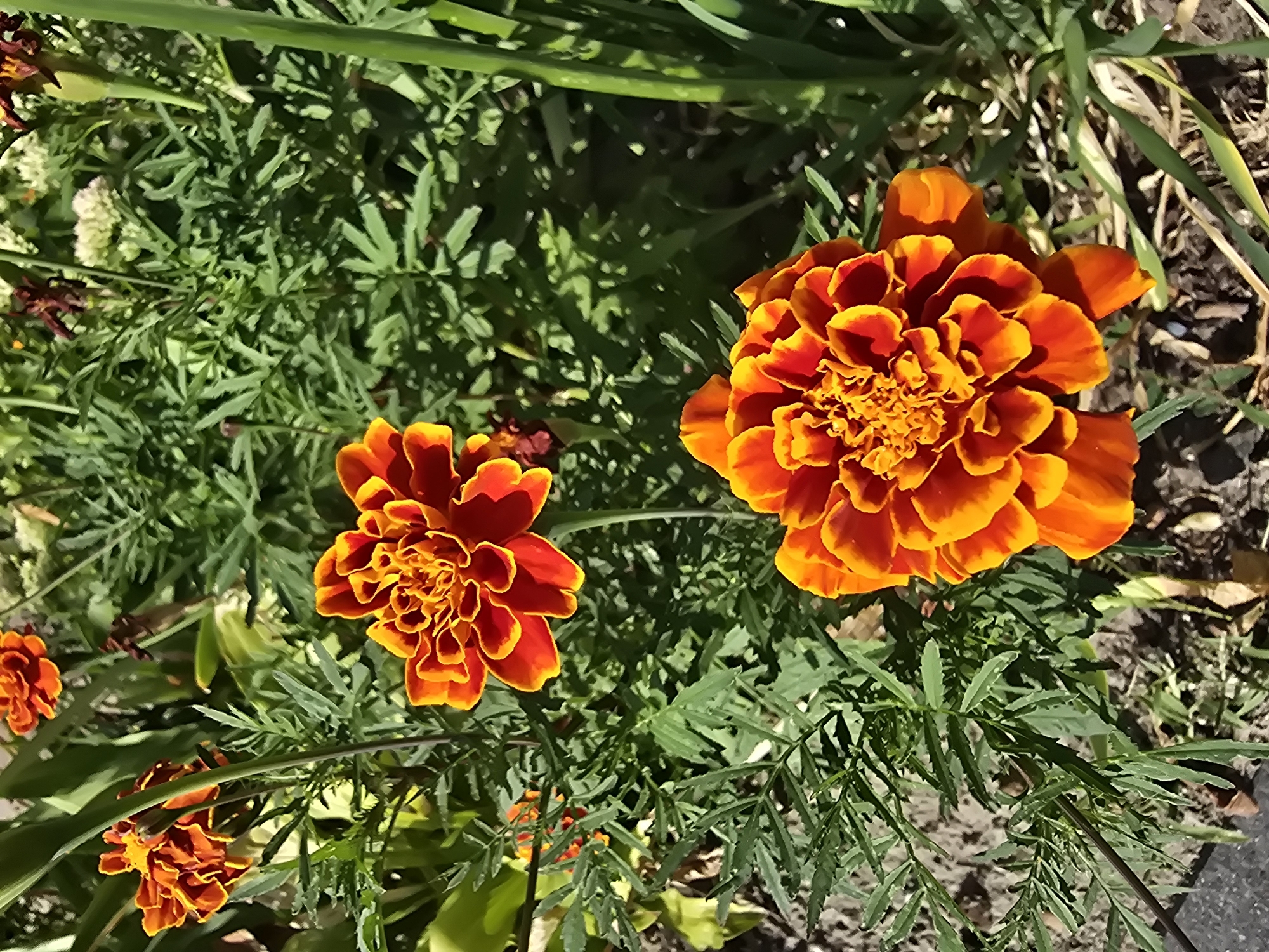 In Vyshneve, Ukraine, two vibrant orange and yellow marigold flowers are in full bloom. The larger of the two, prominently featured in the foreground, displays a dense, ruffled petal structure with deep orange edges fading to a bright yellow at the center. Behind it, another marigold of similar coloration is visible, partially obscured by green foliage. The flowers are surrounded by lush green leaves and stems, indicative of a garden setting. The ground beneath is a mix of dark soil and scattered dry leaves. The scene is illuminated by natural sunlight, casting subtle shadows. No people are present in the frame.