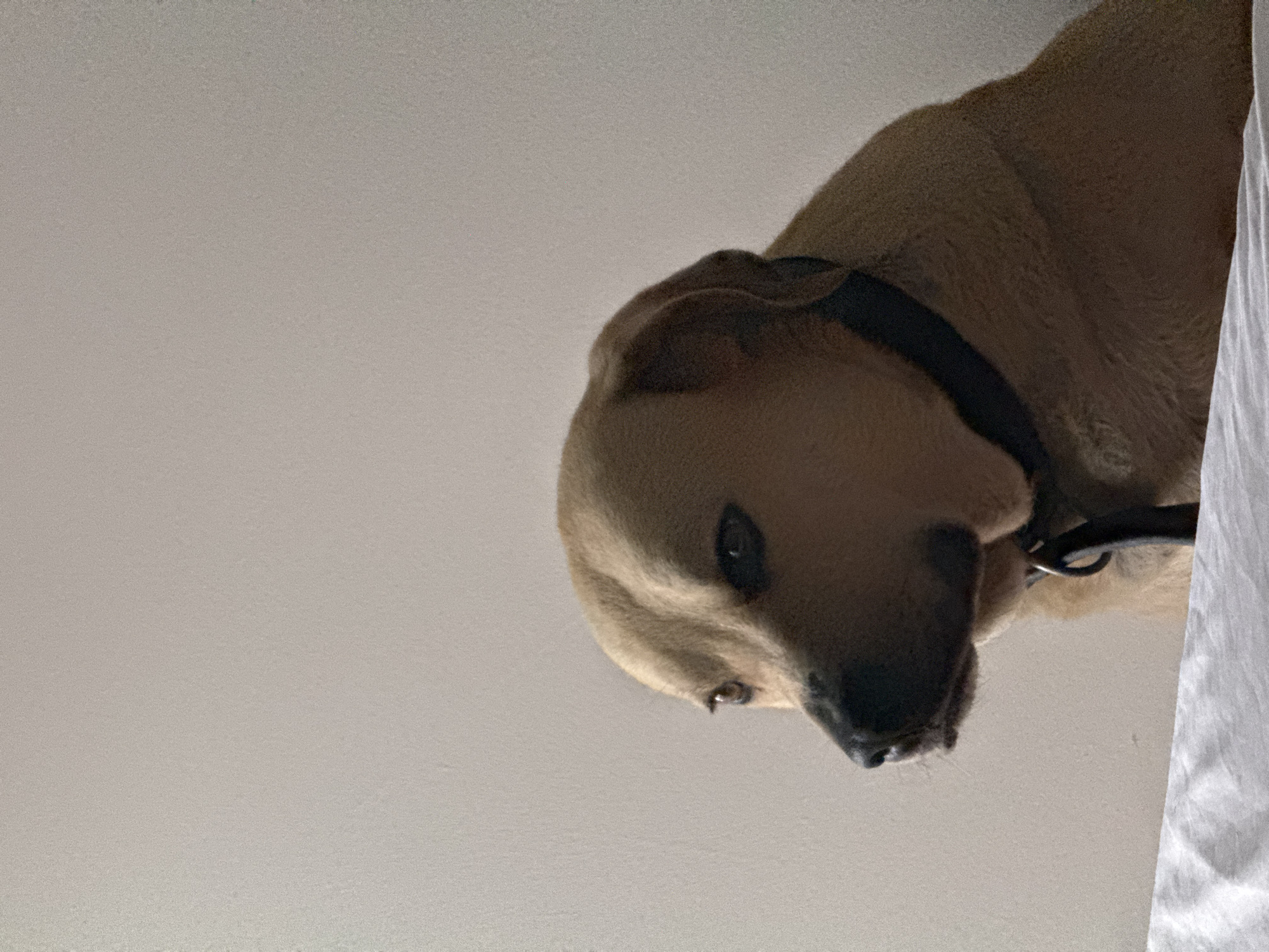 An outdoor, medium shot shows a tan dog with a black collar and leash looking to the left. The dog is positioned in the center of the frame, with its head and upper body visible. The background is a light-colored wall, and a white sheet or blanket is in the foreground. The lighting suggests an indoor setting, possibly a bedroom, with light coming from the left. The dog appears calm and alert. There is no discernible urban environment or indication of Budva, Montenegro.