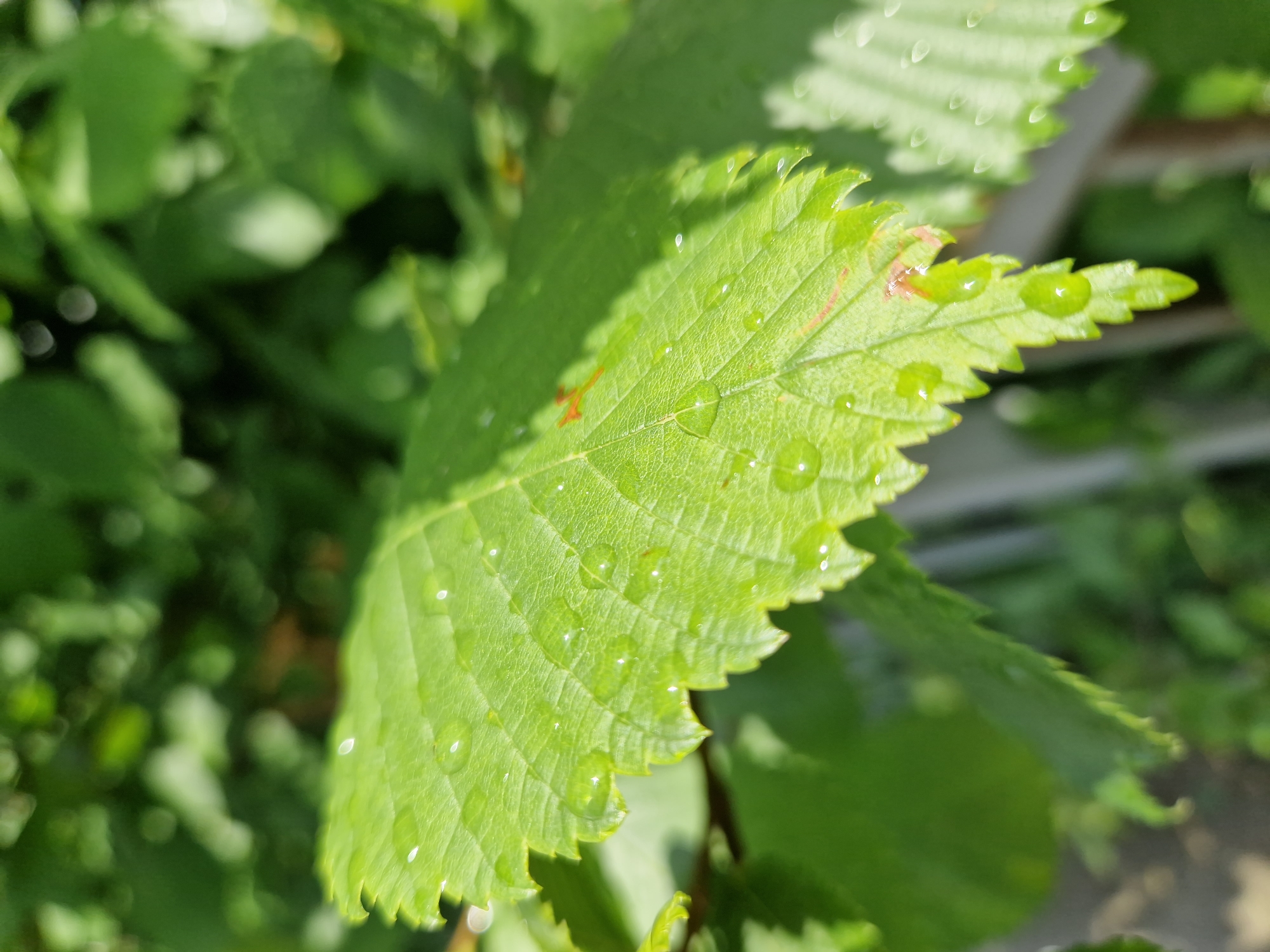 A close-up shot shows a bright green leaf covered in numerous water droplets. The leaf has a serrated edge and visible veins. The background is blurred, consisting of more green foliage and some out-of-focus bright spots, suggesting sunlight filtering through. The scene appears to be outdoors, possibly in a park or garden. There are no people visible in the image. The time of day appears to be daytime, given the lighting. The location in Sofia, Bulgaria, is not discernable from the image itself.
