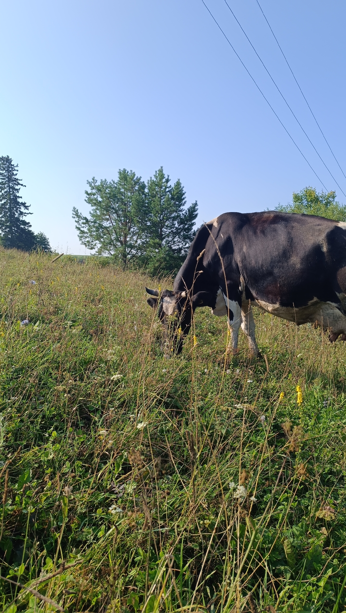 A black and white cow is grazing in a grassy field under a clear blue sky. The field is covered in green grass and some yellow flowers. In the background, there are several evergreen trees and power lines stretching across the sky. The cow's head is lowered, and it is focused on eating the grass. The image appears to be taken on a sunny day, and the overall scene is peaceful and natural. There is no indication of the location being in the city of Karsha, Russia.