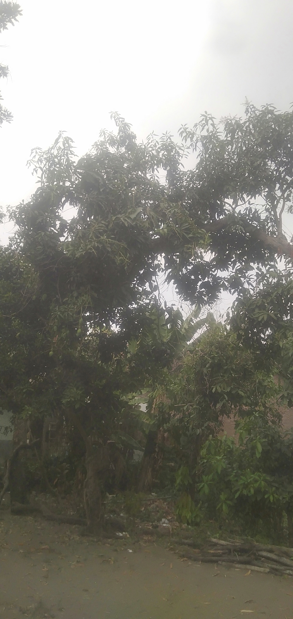 The image shows a dense canopy of trees with dark green foliage against a bright, overcast sky. The trees are lush and full, with some branches reaching out into the frame. The lower part of the image shows the ground, which appears to be a dirt path or clearing with some scattered debris and fallen branches. There are no visible people in the image. The scene is likely outdoors, in a natural or semi-natural environment. The specific location in Plemahan, Indonesia, is not discernable from the visual information in the image itself.