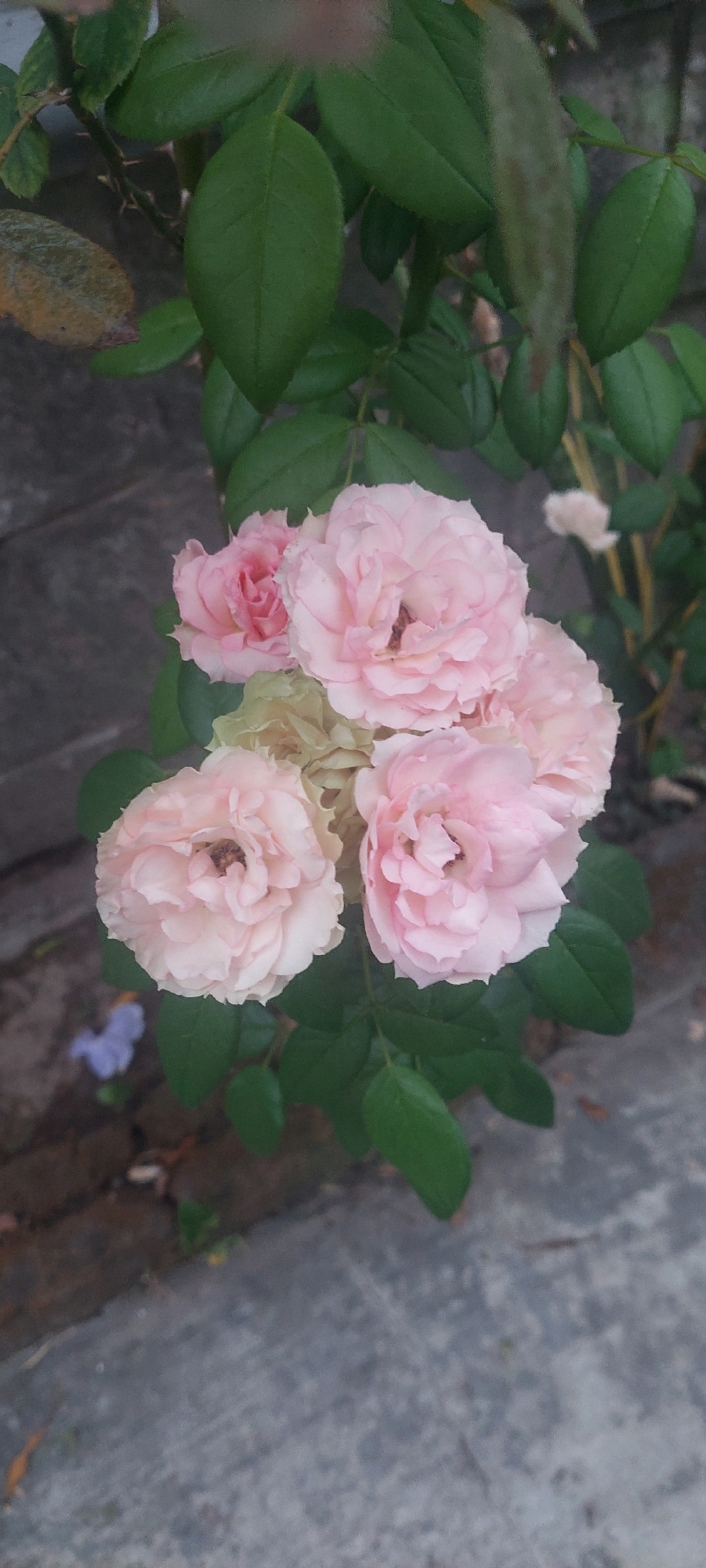 A cluster of pale pink roses is in bloom against a backdrop of green leaves and a gray stone wall. The roses are multi-petaled and some have hints of yellow or green in their center. Below the roses, the ground is paved with gray concrete. A single small purple flower is visible on the ground to the left. The scene appears to be outdoors in a garden or yard. No people or actions are depicted.