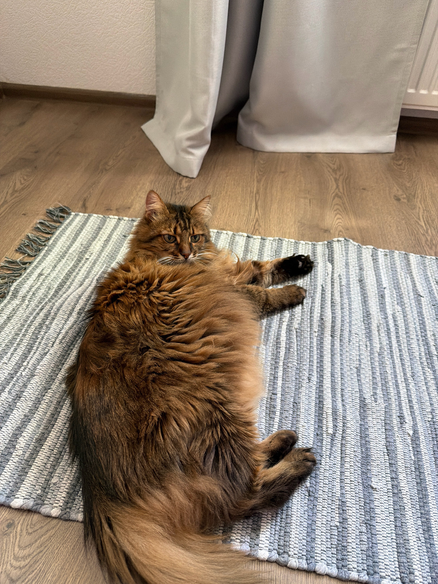 A long-haired, fluffy brown cat is lying on its side on a striped rug. The rug is on a wooden floor, and a light-colored curtain is visible in the background. The cat's front paws are extended, and its hind legs are tucked underneath its body. Its tail is long and bushy. The cat appears to be relaxed and is looking towards the camera. The environment suggests an indoor setting, likely a home in Kyiv, Ukraine.
