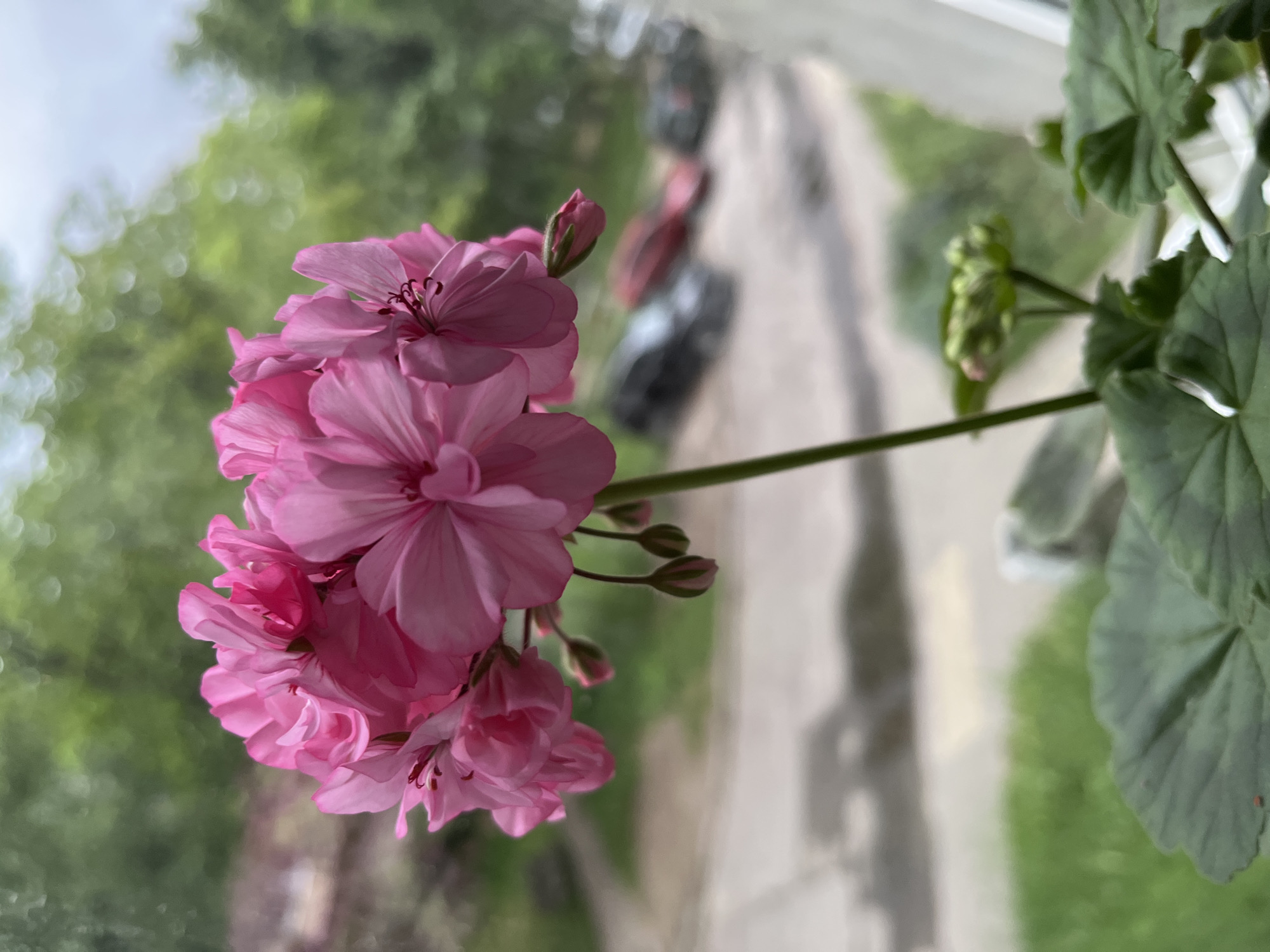 The scene, located in Minsk, Belarus, captures a vibrant pink Geranium (Pelargonium) plant in close-up, viewed from an interior perspective looking out through a window. The central subject is a large, dense cluster of numerous pink blossoms, with individual petals exhibiting subtle variations in shade. Visible within several open flowers are small, dark anthers/pistils. Below the main inflorescence, several smaller, unopened pink flower buds are suspended from slender green stalks, indicating ongoing growth. A single, thin green stem supports the primary bloom. In the blurred foreground, dark green, textured, lobed leaves of the Geranium plant are visible, with a tiny, indistinct red insect (approximately 1-2mm) faintly discernible on a lower left leaf. Additional blurred green foliage or buds from the plant occupy the lower right section.
The outdoor background, seen through the window, is heavily out of focus due to a shallow depth of field. This blurred background consists primarily of lush green foliage (trees and shrubs) in the mid and upper sections, exhibiting distinct circular bokeh. A bright, overcast sky is visible above the foliage in the upper right. Below the greenery, a light-colored paved surface, likely a road or courtyard, is discernible. On this paved area, three vehicles are heavily blurred: a dark-colored car on the left, a red car in the middle, and another dark-colored car positioned further right. A partial white window frame is visible along the right edge of the image. The lighting is natural and diffused, suggesting daylight conditions. No people are visible.