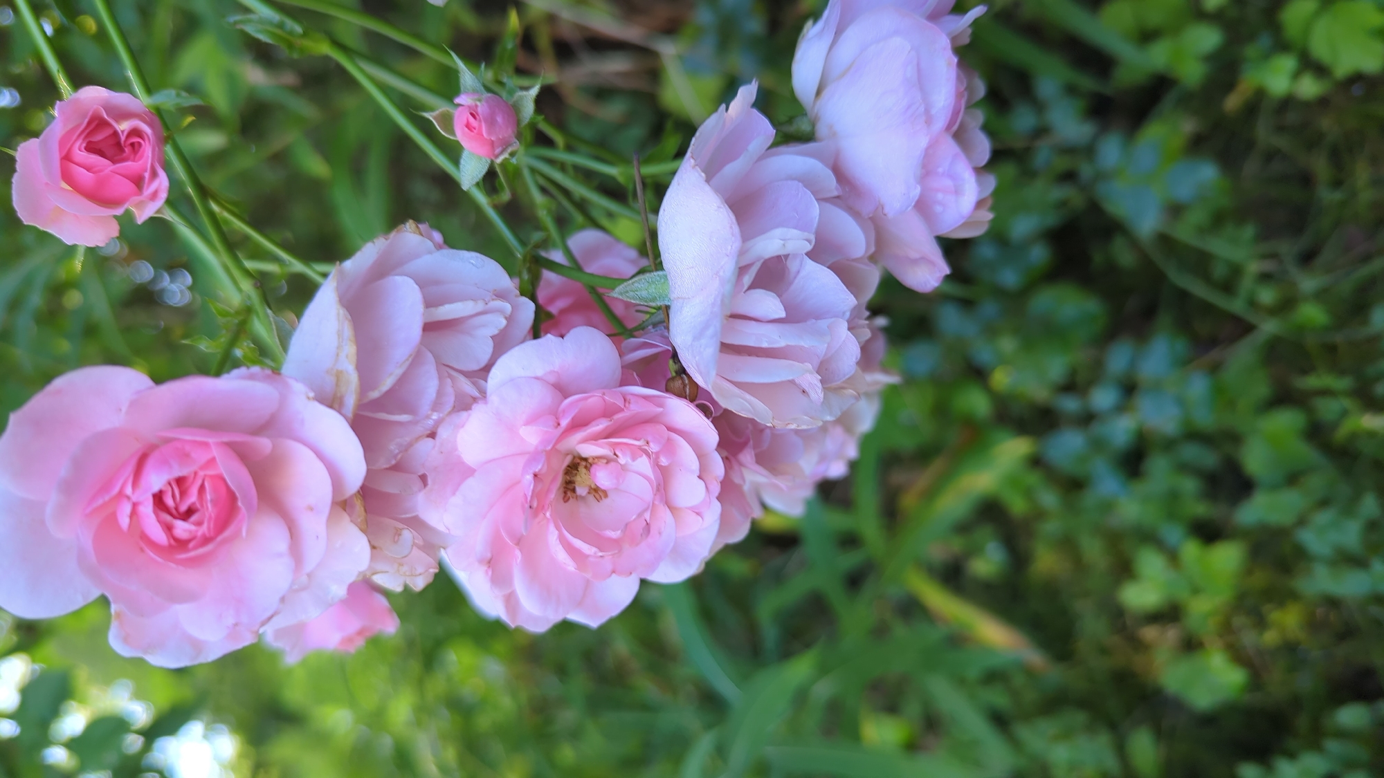 A cluster of pink roses is in full bloom on a bush, with a blurred green background of leaves and foliage. The roses are at various stages of opening, with some fully unfurled and others still in bud. The petals are delicate and layered, with a soft, velvety texture. Dewdrops glisten on some of the petals, suggesting it may be morning or that the plants have been recently watered. The overall impression is one of natural beauty and tranquility, evoking a sense of a serene garden in Kløfta, Norway.