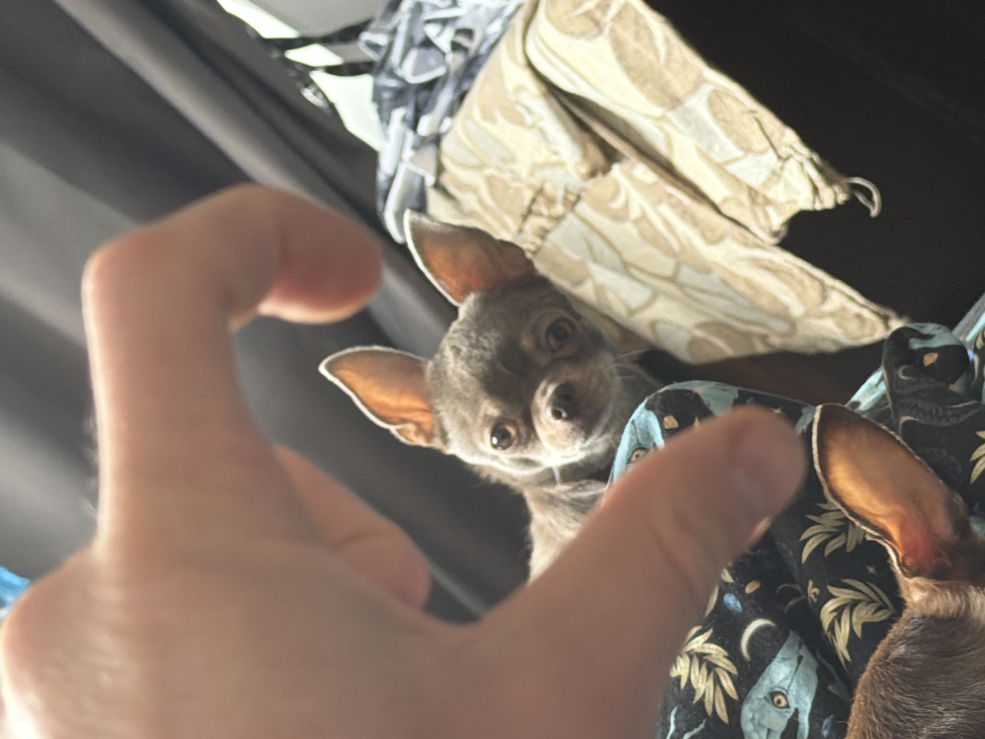 A small, grey-brown Chihuahua dog is partially visible in the center of the frame, looking directly at the camera. The dog is positioned amongst patterned fabric. A human hand with its fingers partially curved is in the foreground. The background includes a dark curtain and other draped fabrics with patterns. The photo appears to be taken indoors. There is no indication of Saint Petersburg, Russia.