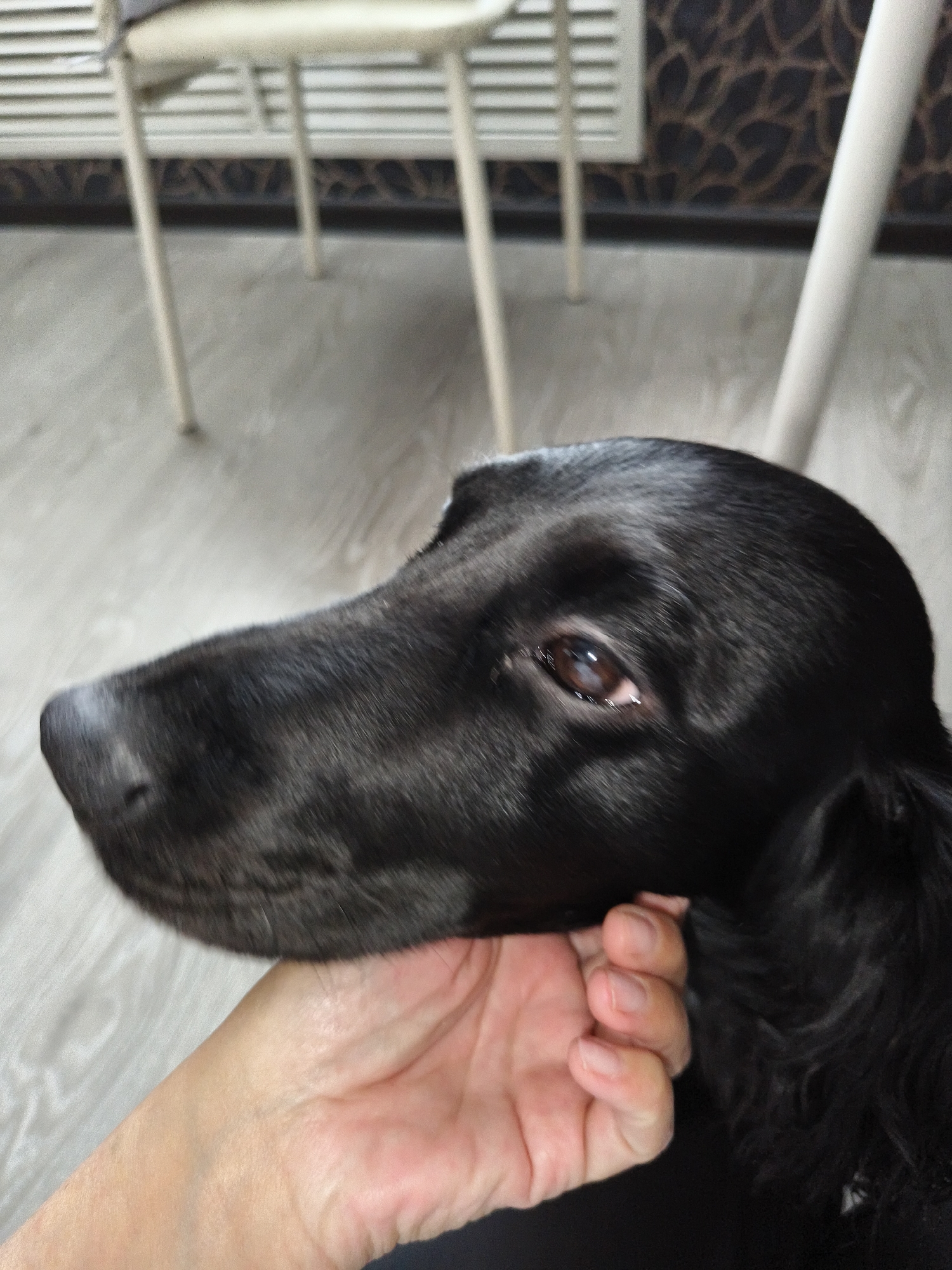 In an indoor environment, a black dog's head is being held by a human hand. The dog's fur is black and sleek. Its eye is visible, reflecting light. The hand is gently supporting the dog's jaw and muzzle. The background appears to be a domestic setting with furniture and a patterned wall. The flooring is light-colored wood. The image is a close-up shot focusing on the dog's head and the hand.