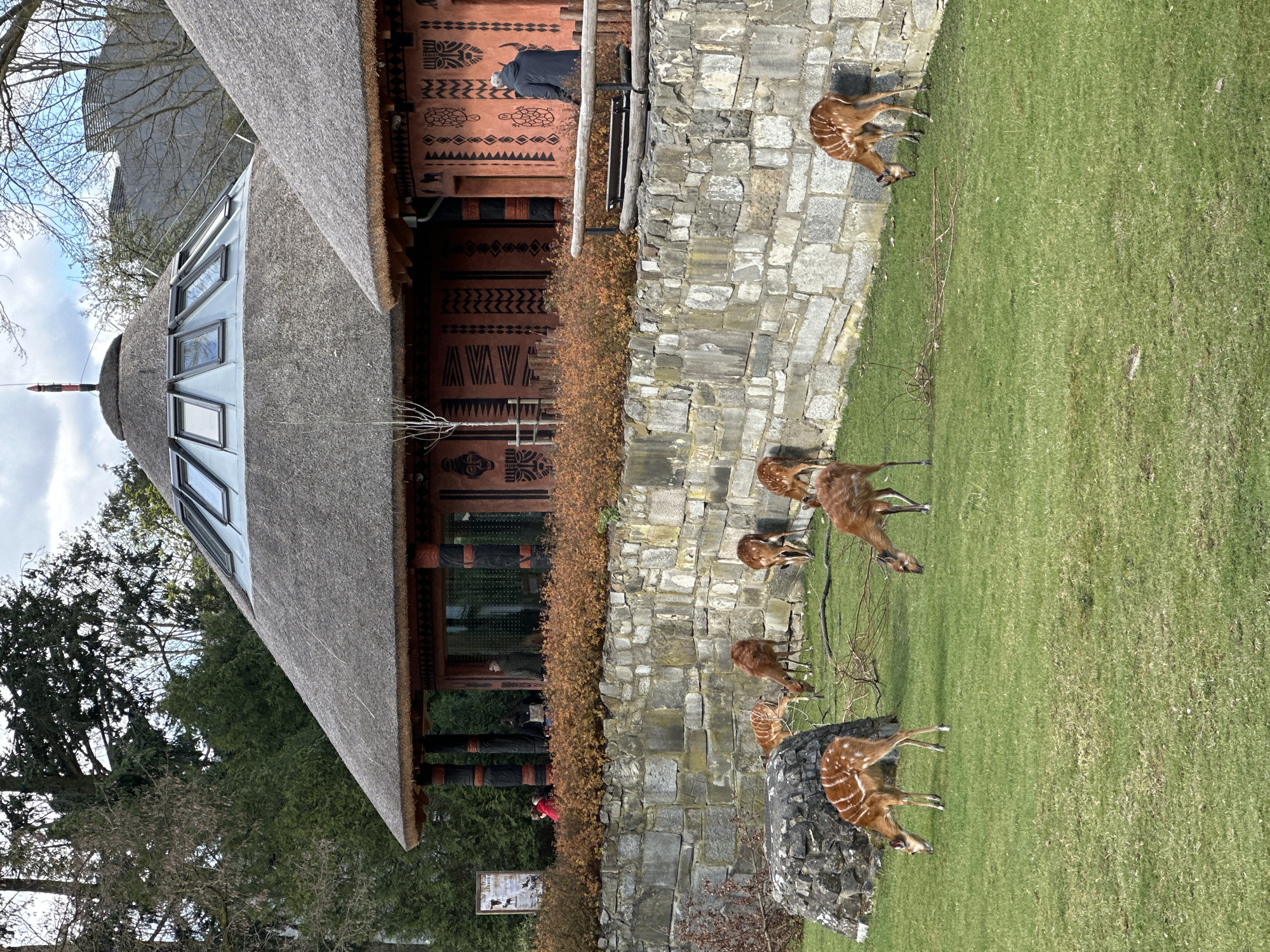 The image shows a building and a grassy area with several animals, most likely deer. The building has a thatched roof with skylights and a facade decorated with dark geometric patterns on a light reddish-brown background. To the right of the building is a gray stone wall with vegetation growing along it. In the foreground, there is a grassy area where several deer are standing and grazing. One deer is standing on a partially-visible gray rock.
Based on the style of the architecture, the presence of deer, and the location of the building, this image most likely depicts the Wrocław Zoo in Poland.