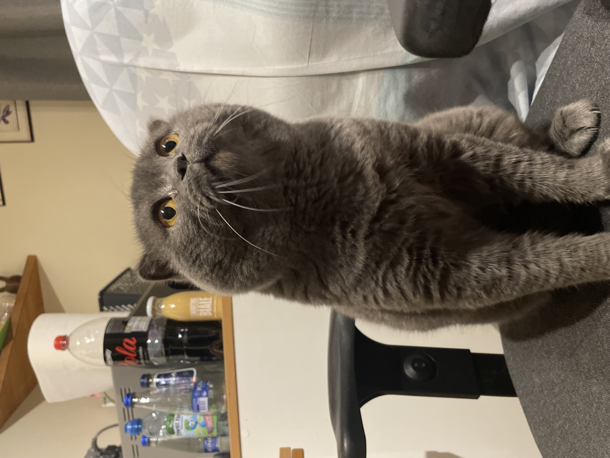 This image depicts an interior room located in an unknown city within an unknown geographic region. The primary subject is a gray-furred domestic cat, consistent with a solid blue British Shorthair breed, occupying the central and lower-left portion of the frame. The cat is seated upright on a dark gray upholstered office chair, its front paws visible on the seat. Its head is tilted upwards and slightly to the right, with prominent amber eyes fixed on an unseen object above. Long white whiskers extend from its muzzle.
Behind and to the immediate right of the cat, a light-colored fabric with a repeating geometric star pattern is partially visible, likely covering another chair or an object. To the left and slightly behind the cat, a black plastic backrest of an office chair is visible.
In the background, positioned on a light-colored wooden shelf, various items are arranged against an off-white wall. These include a large, vertically placed roll of white paper towels. To its left, a 2-liter plastic bottle of "Cola" with a black label and red cap stands prominently. Further to the left are several smaller plastic bottles, including one with a green label depicting a cartoon character and others with blue caps. To the right of the "Cola" bottle, a smaller, yellow bottle labeled "SMOOTHIE BIAŁE" is visible. Above the shelf, a hint of another wooden surface is present. Further to the right in the background, a dark gray curtain or wall is seen, with a framed picture partially visible on a lighter wall above it. The scene is illuminated by artificial indoor lighting.