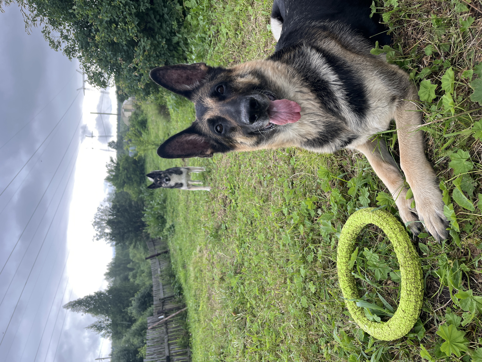 The image depicts an outdoor scene in a grassy area, likely a backyard, with a wooden fence in the background. The sky is overcast, suggesting a cloudy day. Two dogs are present: a German Shepherd in the foreground, lying down with its tongue out, and another dog, possibly a husky mix, standing further back in the middle ground. A bright green ring toy is placed on the grass next to the German Shepherd. The environment appears rural or suburban, with trees and vegetation visible behind the fence. There is no discernible connection to the city of Nizhny Tagil, Russia.