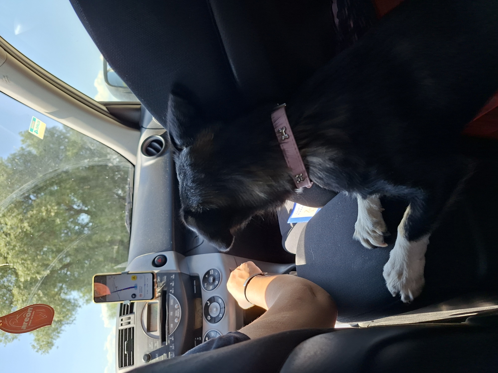 The image shows the interior of a car from the perspective of a passenger. In the foreground, a black and white dog with a pink collar is sitting on the passenger seat, looking to the right. The dog's paws are resting on the seat. To the left of the dog, a person's arm and hand are visible, with the hand resting on the gear shift. The car's dashboard is visible, with a smartphone mounted on a holder displaying a navigation app. A car air freshener hangs from the rearview mirror. The overall environment is a sunny day, with trees visible through the windshield.