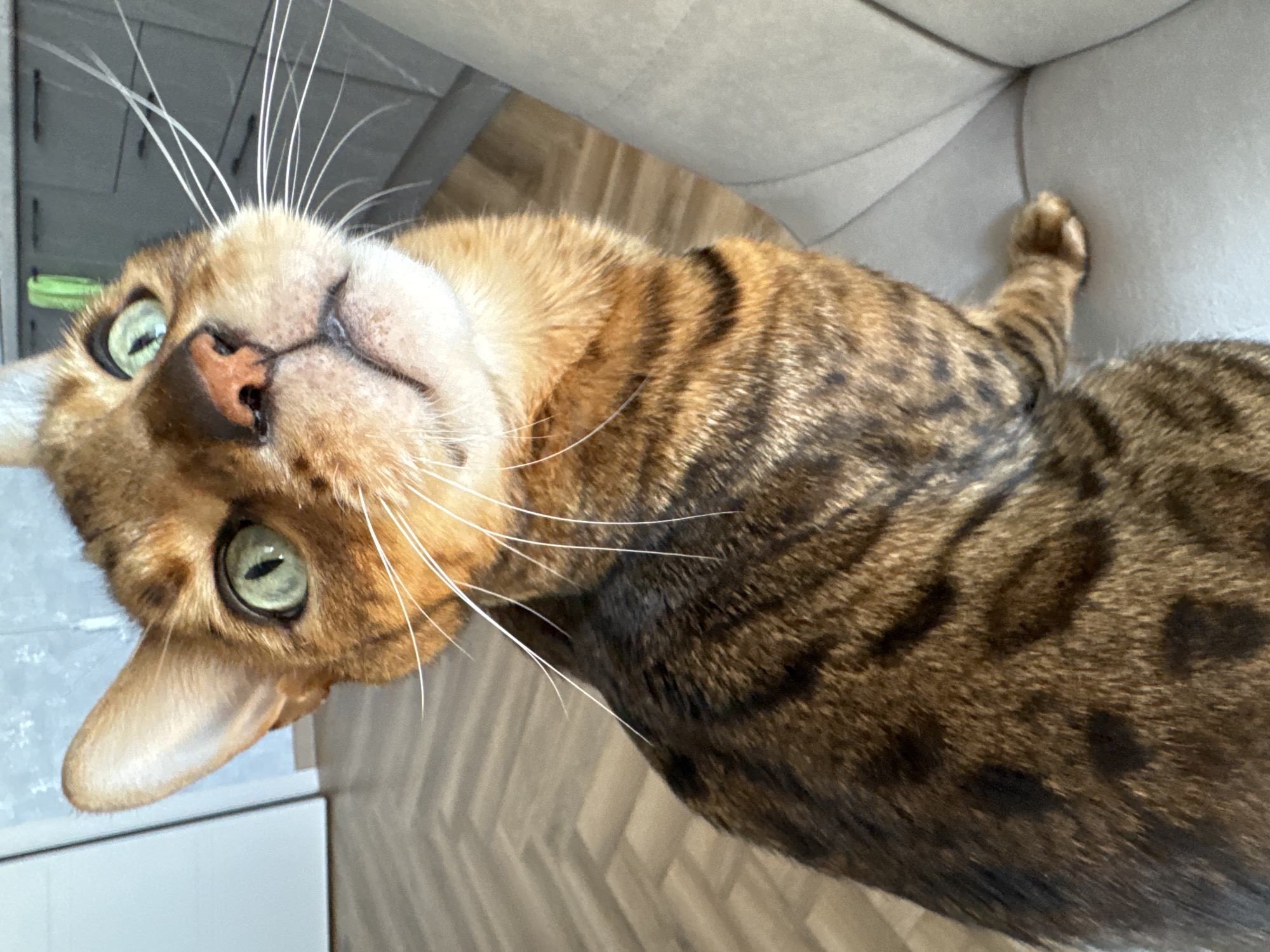A close-up, slightly upward-angled shot features a Bengal cat with striking green eyes and a distinctive spotted and striped coat. The cat is positioned on the right side of the frame, looking towards the upper right. Its fur exhibits a rich brown base with dark, rosetted spots and stripes characteristic of the breed. The cat's whiskers are prominent, fanning out from its face. The background is softly blurred, suggesting an indoor environment. To the left, a light-colored wall and a wooden floor with a herringbone pattern are visible. To the right, a portion of a light-colored, upholstered piece of furniture, likely a couch or chair, occupies the right edge of the image. The lighting appears natural and evenly distributed, highlighting the cat's features and fur texture.