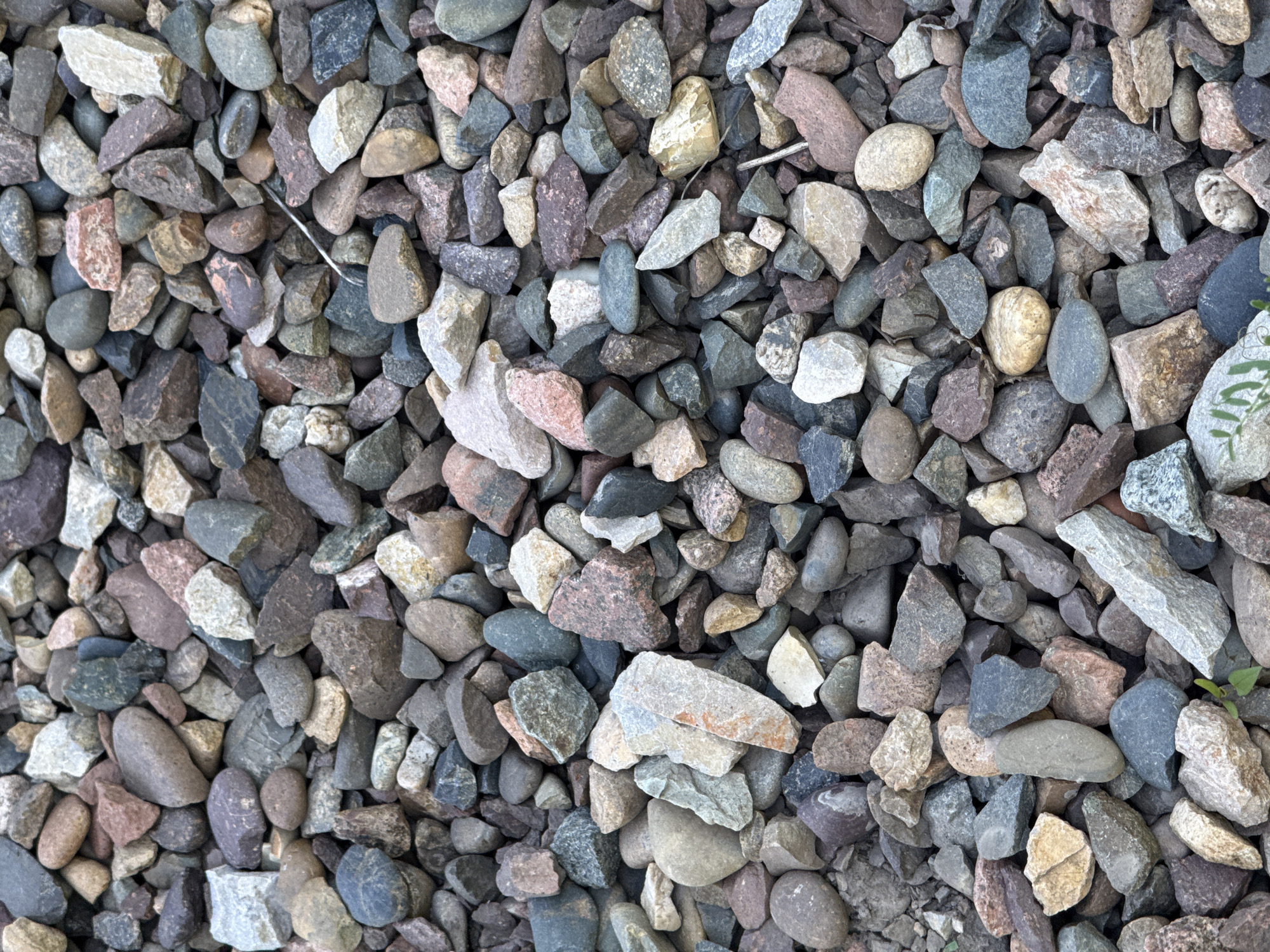 The image provides a close-up, overhead perspective of a dense aggregation of gravel, likely serving as ground cover in an outdoor environment in Зыково, Russia. The scene is static, depicting no human subjects or active events.
The gravel consists of a myriad of small to medium-sized rocks and pebbles, showcasing a rich and varied spectrum of colors. Predominant hues include various shades of gray, dark blue, muted green, earthy brown, reddish-pink, and off-white or cream. The rocks display a range of shapes, from sharply angular and fractured pieces to more rounded and smoothed stones, indicating diverse origins and degrees of erosion. Their surfaces appear rugged and textured.
Notable details within the composition include sparse evidence of plant life; small green shoots are visible emerging from between the stones, particularly towards the bottom right of the frame in the original image. In one of the cropped sections (top left crop), a thin, silvery, metallic strand or wire can be seen nestled among the pebbles. The lighting suggests daylight conditions, likely diffused or overcast, as there are no distinct, hard shadows. The rocks themselves appear dry. No discernible text is visible anywhere in the image.