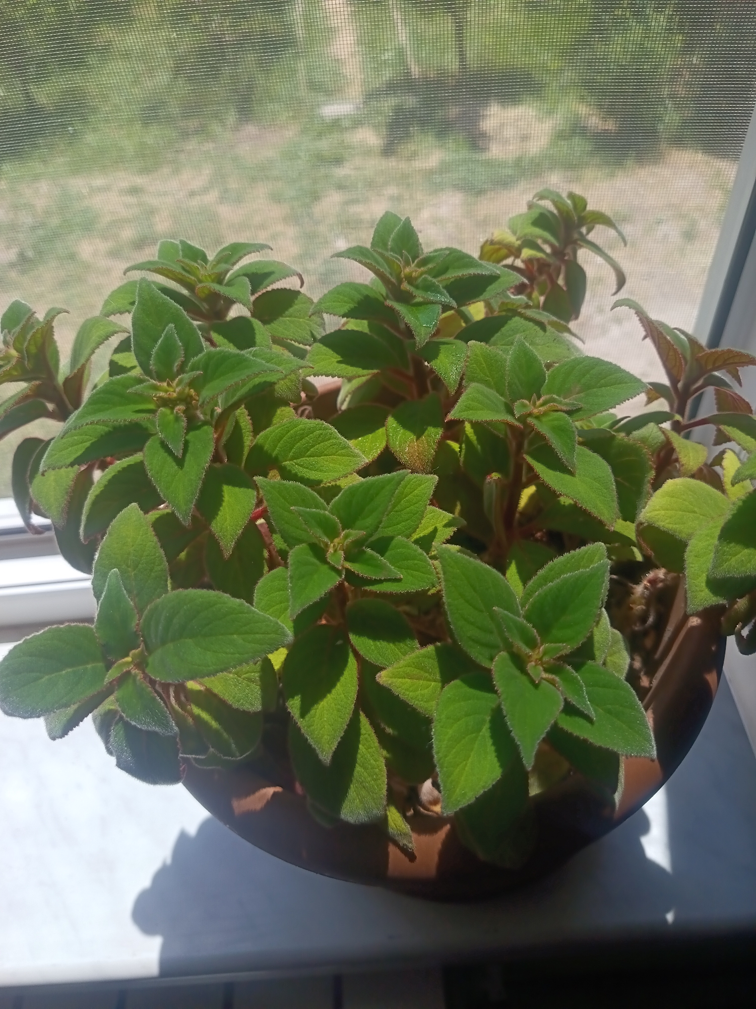 A healthy, multi-stemmed potted plant, exhibiting numerous ovate to lanceolate green leaves with visible pubescence (fuzziness) on their surfaces and edges, is centrally positioned on a white windowsill. The stems and some leaf undersides show reddish-brown coloration. The plant is contained within a round, brown pot, likely plastic or ceramic, which rests directly on the sill. Strong, natural sunlight illuminates the scene from the right, casting distinct shadows of the plant and pot onto the white windowsill. A fine mesh window screen is visible beyond the plant, creating a grid pattern across the blurred outdoor background. The background features out-of-focus green and light brown vegetation, suggesting a sunlit natural environment or landscaped area. No individuals or other objects are visible. The scene is located in the city of Unknown, Unknown.