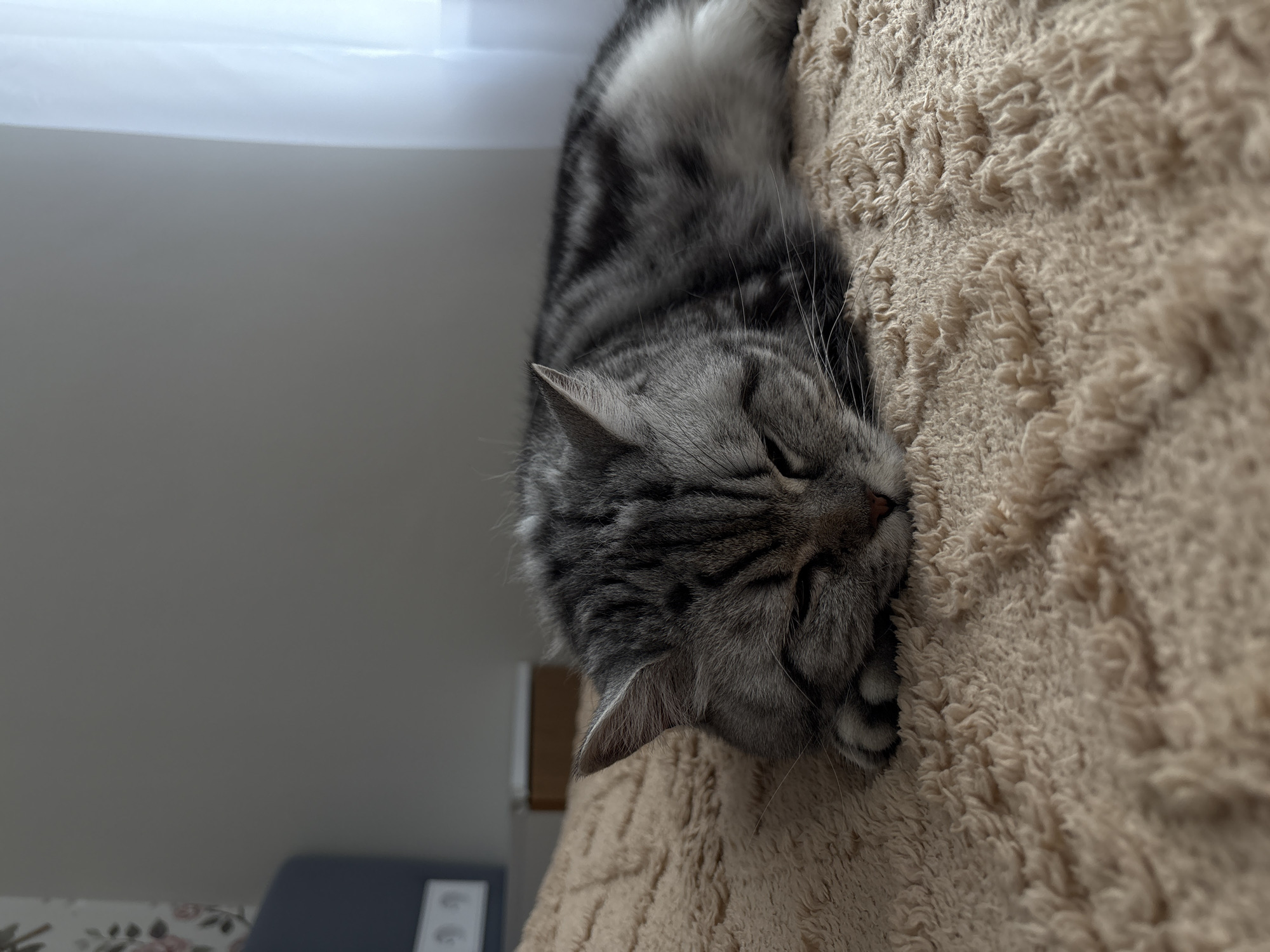 A gray tabby cat is sleeping on a beige shag carpet. The cat is positioned diagonally in the frame, with its head near the bottom right corner and its body extending towards the upper left. The carpet has a thick, textured pile. In the background, on the left side of the image, is a blurred white wall with a hint of a curtain at the top. Below the wall, there is a glimpse of a dark gray object and wallpaper with a floral pattern. The location is not identifiable as Izhevsk, Russia, or any specific city based on the visual information provided.