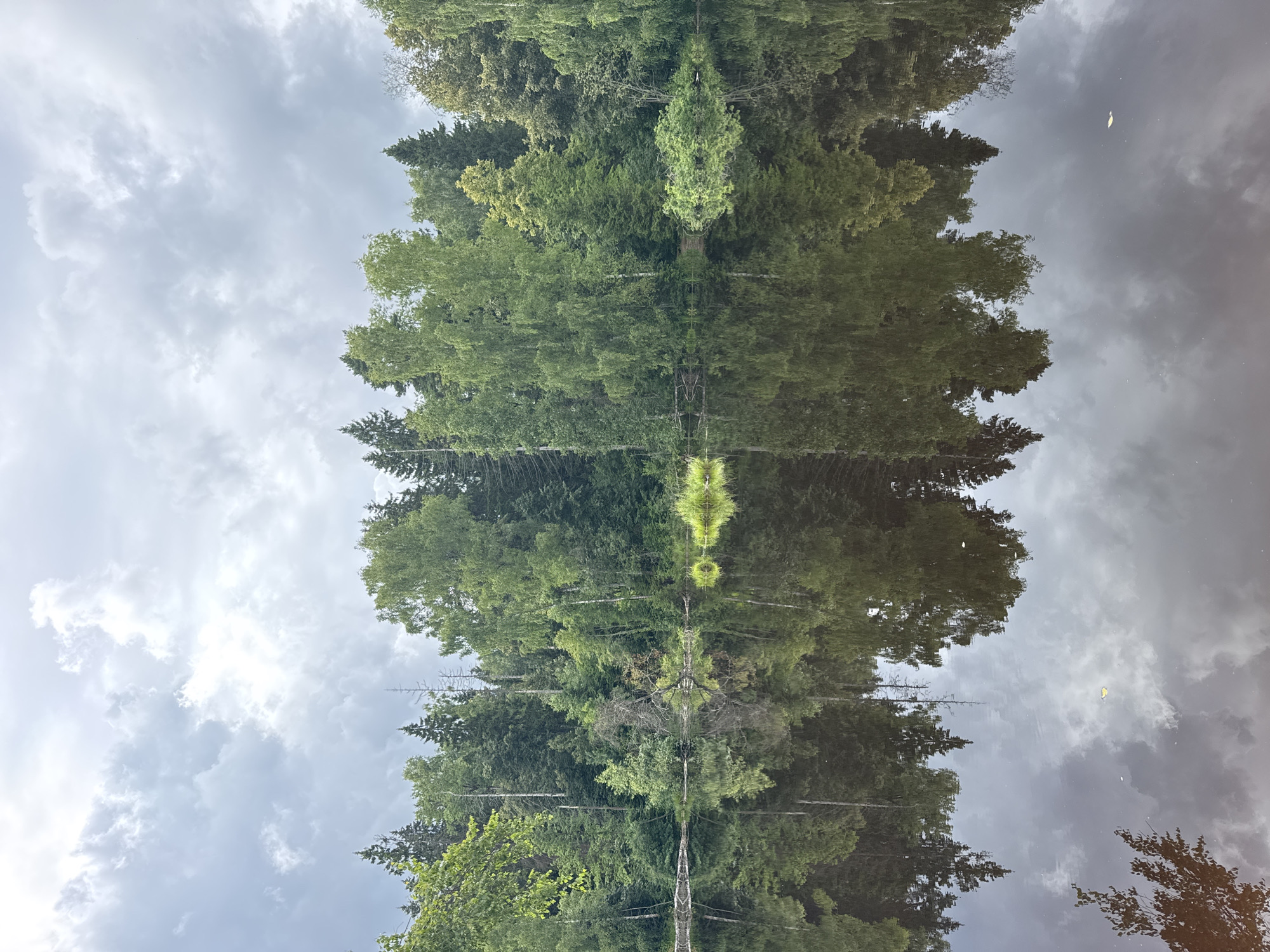 The image shows a tranquil forest scene reflected in a body of water. The foreground is dominated by the dark, still water, which mirrors the lush green trees and cloudy sky above. The trees form a dense wall along the edge of the water, with a variety of deciduous and coniferous species visible. The sky is overcast with dramatic grey clouds, suggesting an impending change in weather. There are no people or man-made objects visible in the image. The location appears to be a natural environment, possibly a lake or pond within a forest.