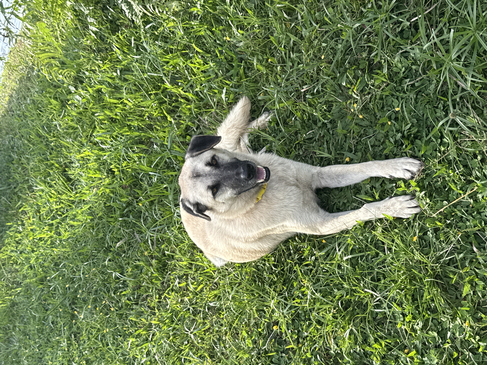 A medium-sized dog with tan fur and black markings on its face lies on a grassy area. The dog is wearing a yellow collar and appears to be panting with its tongue out. The grass is green and somewhat overgrown, with small yellow flowers scattered throughout. In the background, a body of water and foliage can be seen. The lighting suggests it is daytime. The location is not specified to be Ko Samui District, Thailand.