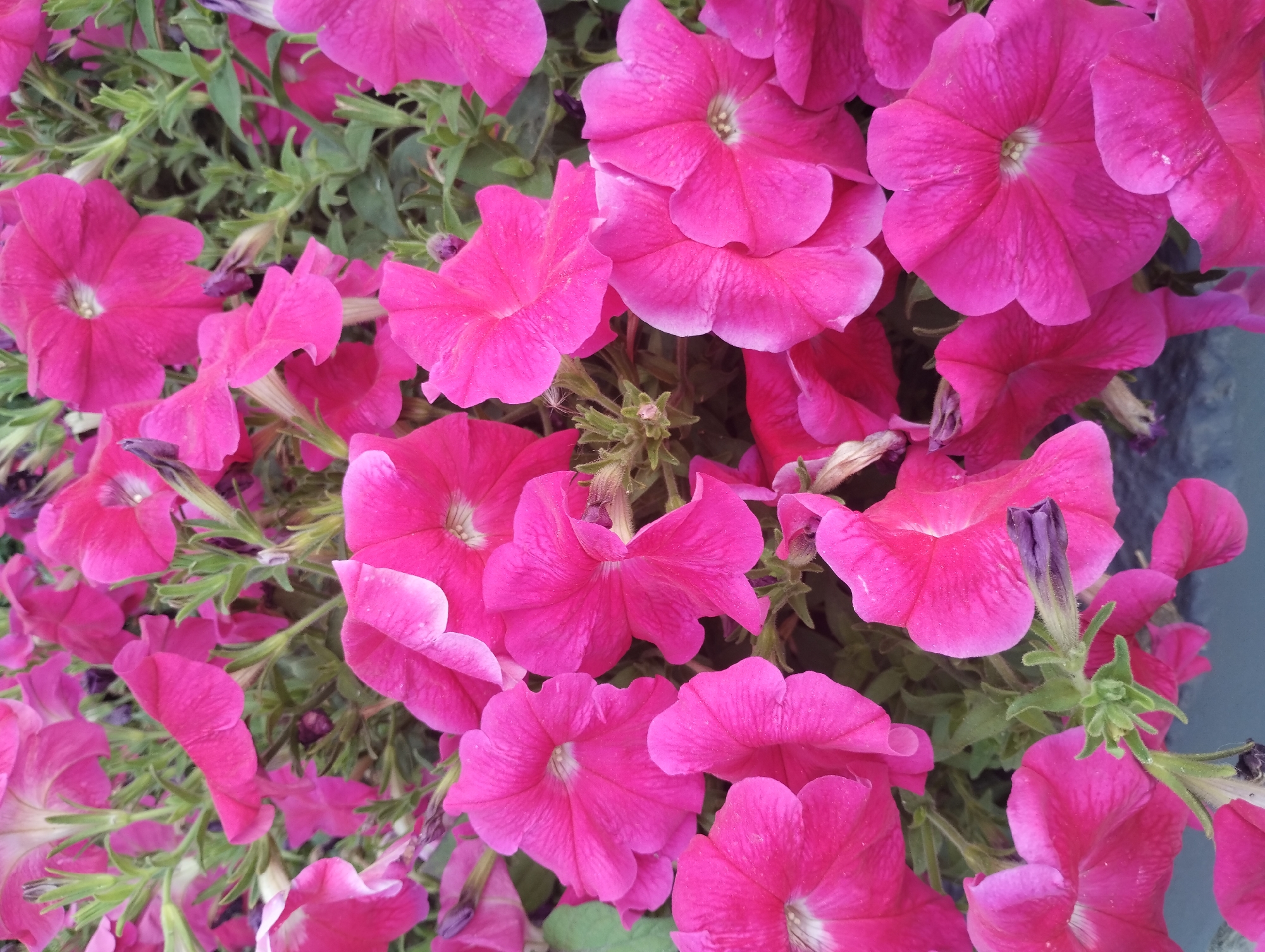 A close-up, overhead shot captures a dense cluster of vibrant pink petunias. The flowers fill the frame, their trumpet-shaped blooms overlapping. Some petals are smooth and delicate, while others show subtle veining. The center of each open flower reveals a lighter hue, almost white. Green foliage and stems weave through the blossoms, with a few dark purple buds also visible. The lighting suggests an outdoor setting, likely during daylight hours. The image is a still photograph and contains no people or specific identifiable landmarks. Without additional information, it is impossible to determine the exact location in Sumy, Ukraine, but it depicts a common garden or park scene.