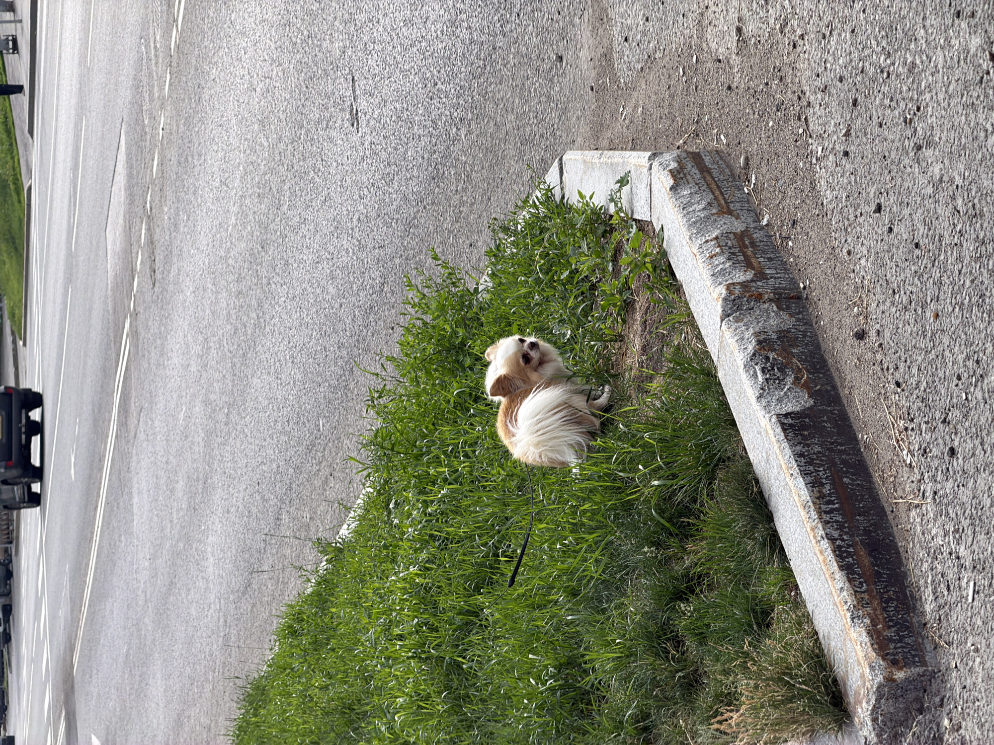 A small, fluffy tan and white dog with a long tail is sitting on a patch of green grass next to a paved road in the city of Perm, Russia. The dog is facing to the right, with its head turned slightly towards the viewer. A black leash is visible, extending from the dog into the grass. The grass is lush and green, with some dry blades of grass mixed in. The road is grey asphalt with white lane markings. A concrete curb separates the grass from the road. In the background, the road continues, with a black SUV visible in the distance. The overall scene appears to be a quiet street or park area.