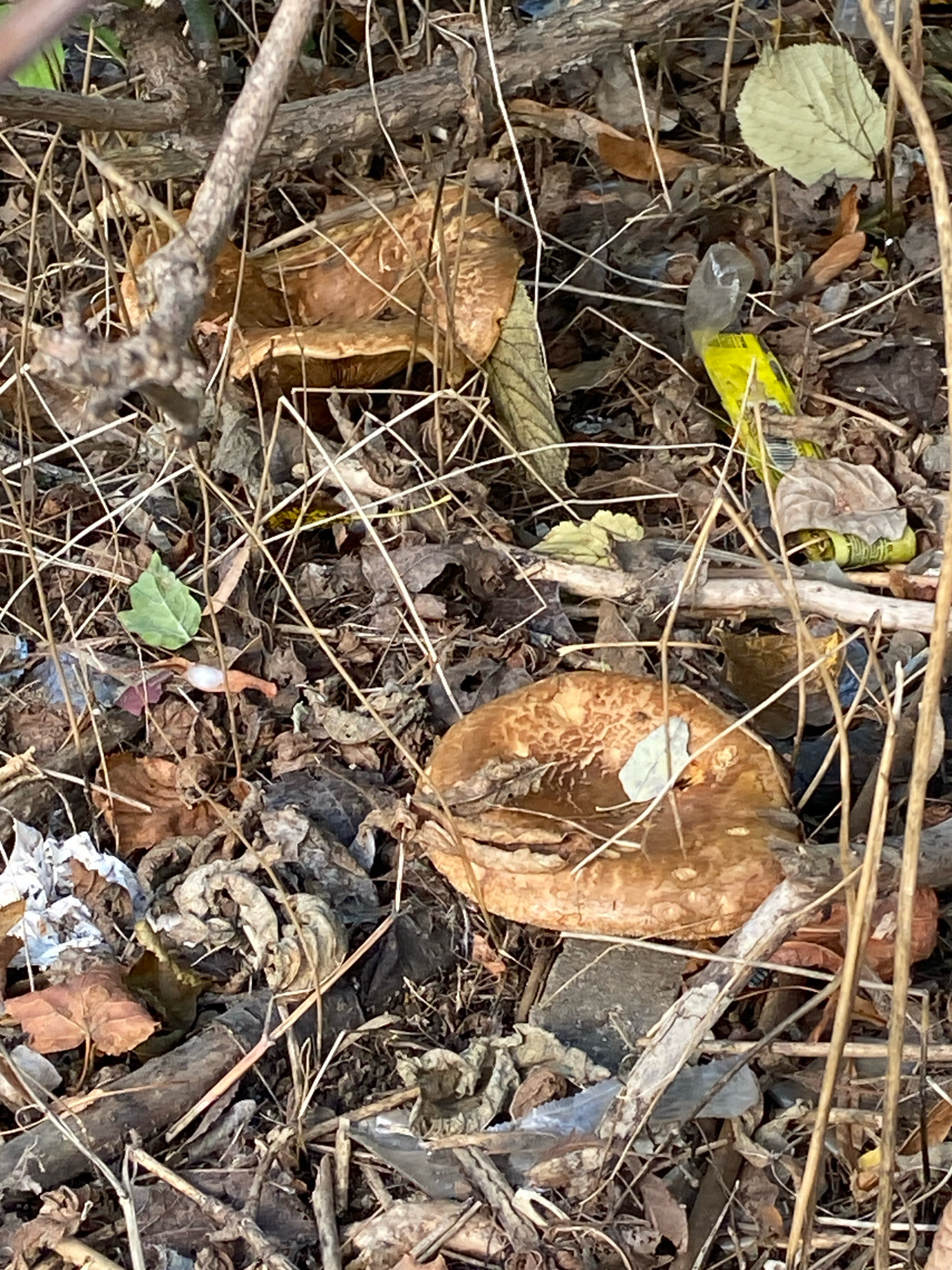 The image depicts a close-up, overhead view of a patch of ground covered in dry leaves, twigs, and debris. Two brown mushrooms with textured caps are visible, partially obscured by the surrounding detritus. One mushroom is in the upper left quadrant, and another is in the lower right. Among the natural elements, several pieces of trash are scattered, including a crumpled piece of white material, a yellow object that appears to be a wrapper or tube, and a transparent plastic fragment. The scene is set in an outdoor, unkempt environment, likely a natural area or a neglected part of a park or yard. The lighting suggests it is daytime, with natural light filtering through, casting subtle shadows. No people are present in the image. The location is specified as Ivanteyevka, Russia.