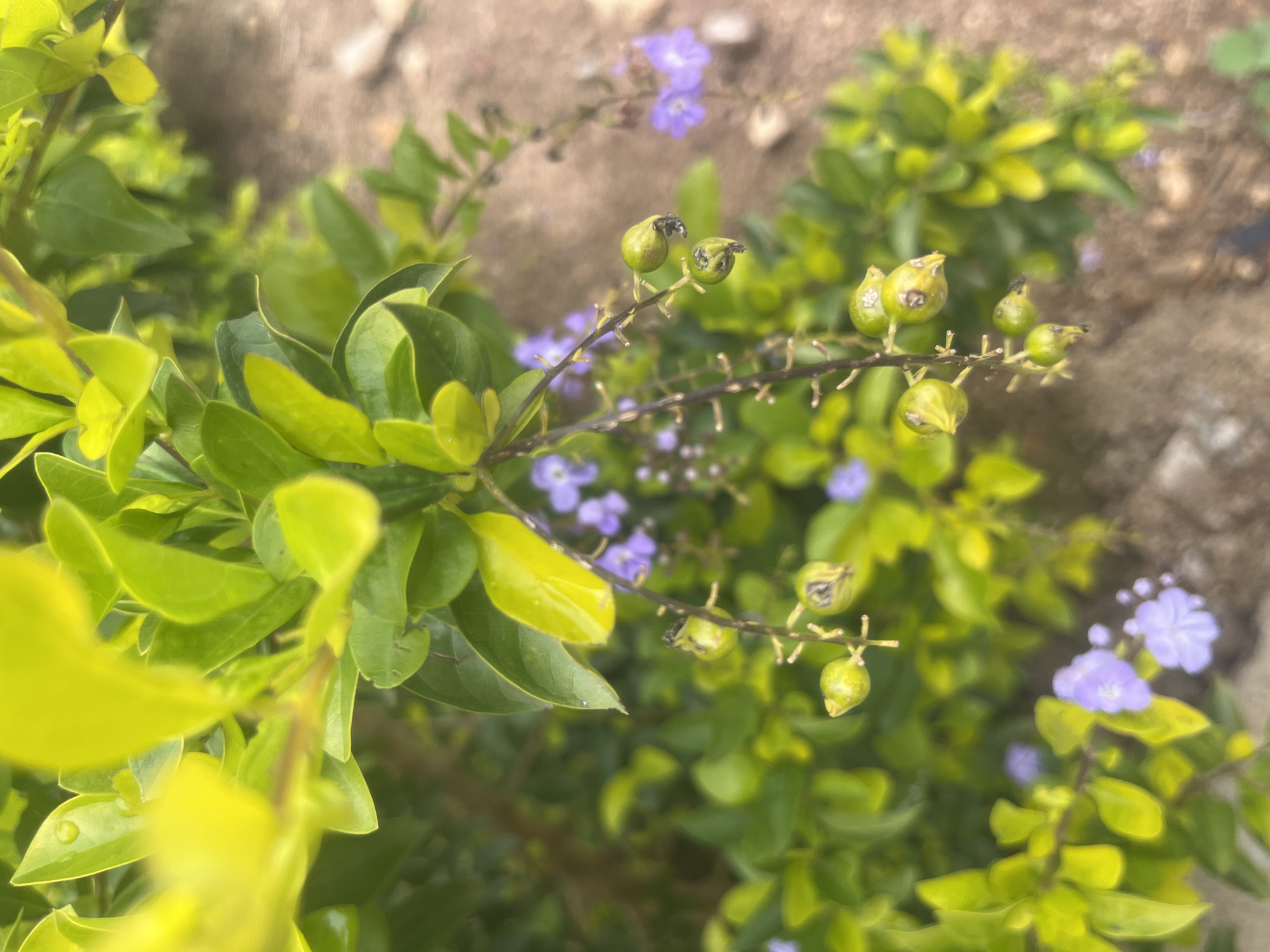 A close-up, vertical format photograph taken in Barakin Akawo, Nigeria, depicts a flowering shrub, likely Duranta erecta (Golden Dewdrop). The image is characterized by a shallow depth of field, with the central plant elements in focus.
The plant features dense foliage consisting of ovate to elliptical leaves, predominantly green, with some exhibiting a brighter yellow-green hue, particularly on newer growth or areas touched by light. Several leaves display small, clear water droplets. Interspersed among the leaves are clusters of small, five-petaled, lavender-purple flowers, some in sharp focus on the lower left and upper right.
Prominently featured are multiple pendulous clusters of immature, spherical to ovoid green berries, each with a small, dark, shriveled remnant of the calyx at its apex. These berries are suspended from thin, dark brown, woody stems.
The background and foreground are heavily blurred. The background reveals an indistinct ground surface of light brown earth or gravel, with additional out-of-focus green foliage suggesting a natural, outdoor environment. The lighting appears natural and diffuse.
No human figures, animals, or specific actions or interactions are present; the scene captures a static botanical subject.