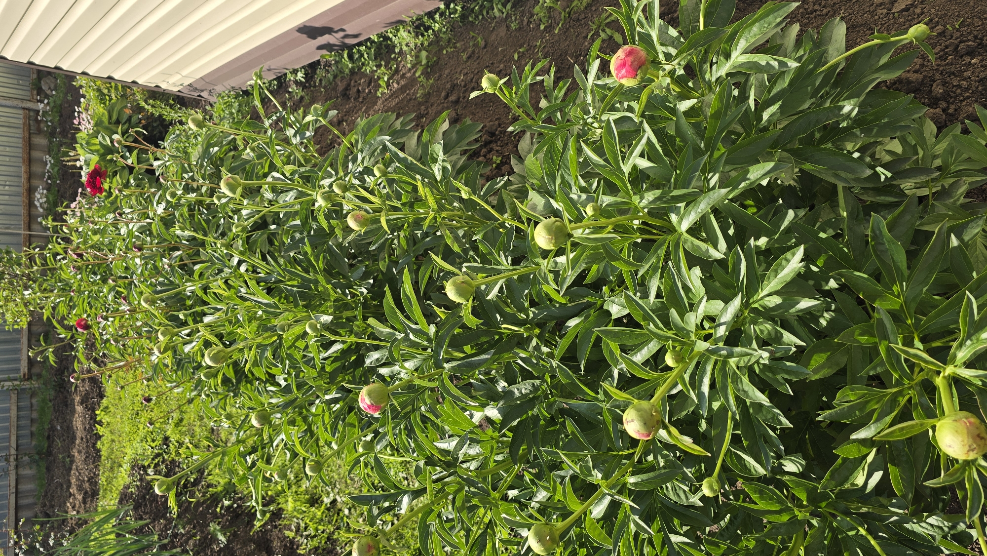 The image depicts a sunlit outdoor garden scene, likely a residential backyard. A prominent, dense row of numerous peony plants (Paeonia species) occupies the majority of the frame, extending from the foreground into the midground. These plants exhibit vibrant green, deeply lobed foliage and a multitude of ovoid flower buds. The buds vary in maturity; many are entirely green, while others display nascent pink and red coloration, indicating an imminent bloom. Several fully opened, dark red peony flowers are visible among the plants further along the row in the background.
To the right of the peony row, a segment of a structure, possibly a building or shed, is partially visible. This structure features light-colored, horizontal siding, appearing cream or light beige, above a darker foundation or lower trim. A corrugated metal fence, grey in color, stretches horizontally across the upper midground, separating the garden area from an indistinct background that includes additional green vegetation and tree foliage. The ground around the peony plants consists of dark, tilled soil in various sections, particularly to the left of the plant row and immediately adjacent to the structure on the right, intermingled with patches of green grass and weeds. The scene is illuminated by strong, natural sunlight, casting distinct shadows. No individuals or animals are present. The specific location, including the city of Забегалово, Russia, cannot be determined or forensically confirmed from the visual information contained within the image.