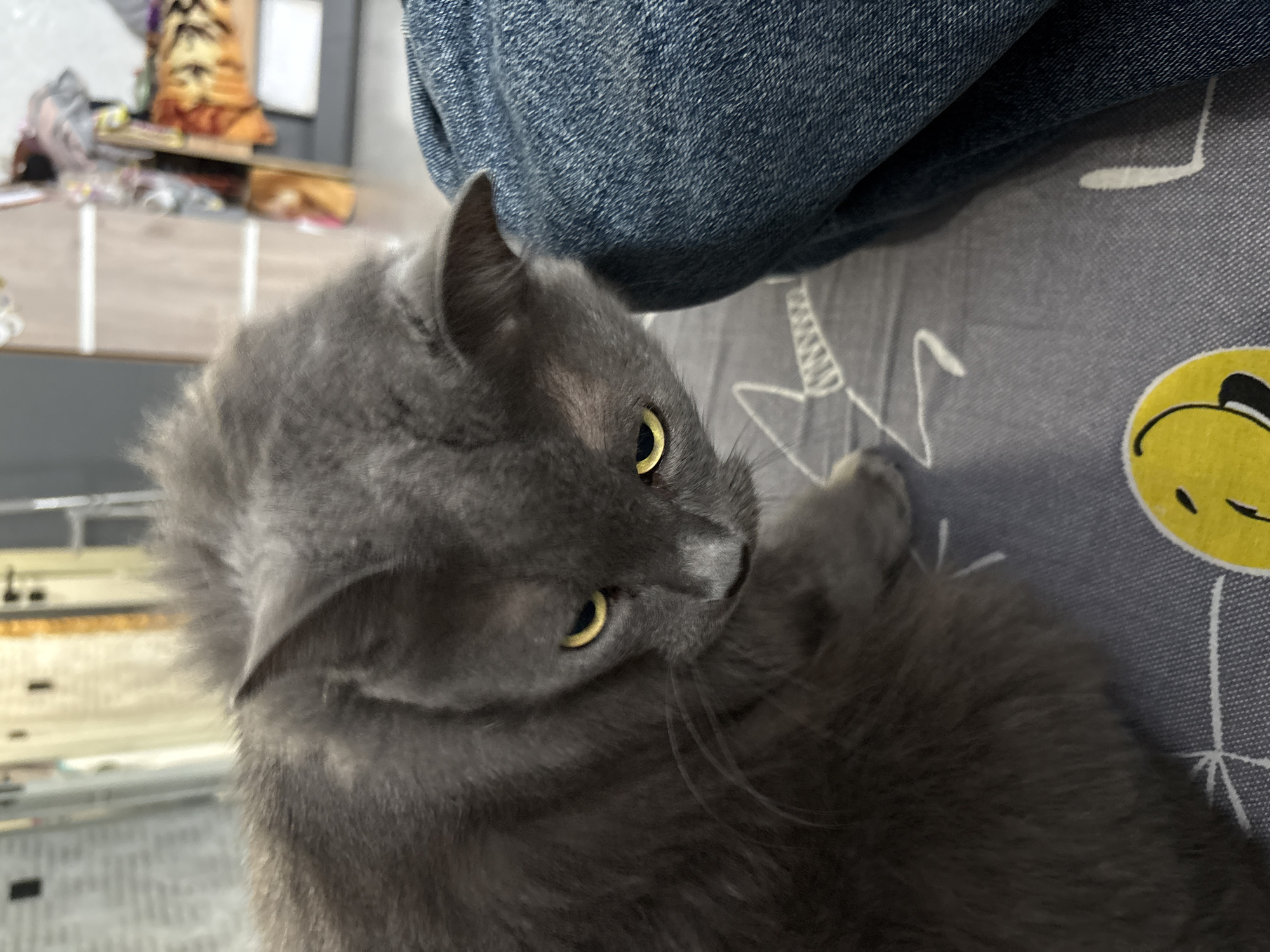 A domestic cat with gray fur and yellow eyes is looking down from a close-up perspective in an indoor setting. The cat is positioned on a bed with a gray patterned sheet, and a person's leg, clad in blue denim jeans, is visible to the right of the cat. In the blurred background, furniture and shelves with various items can be seen. The scene does not provide any information about the city of Vladivostok, Russia, or any other specific location.