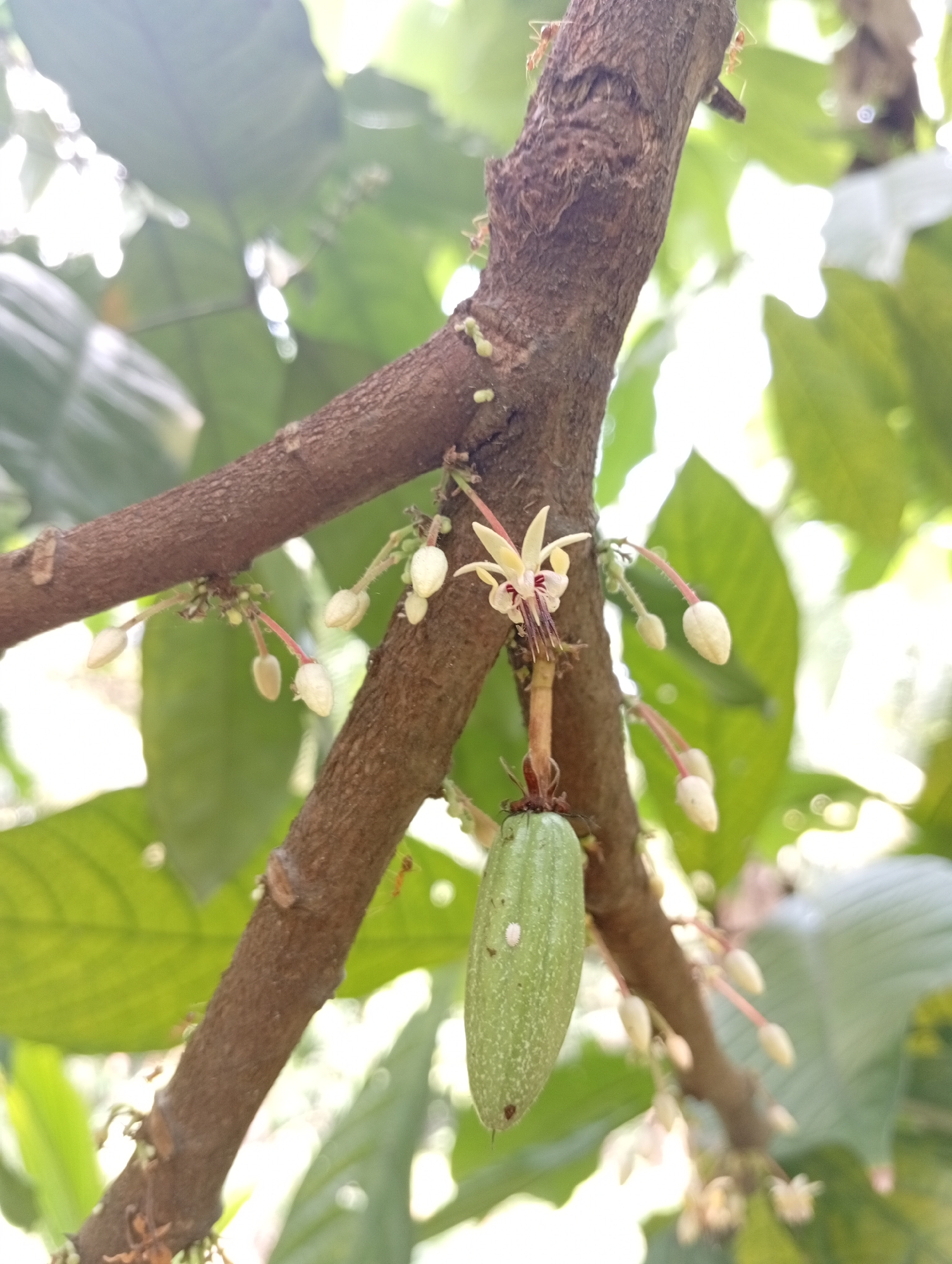 A close-up, low-angle, vertical shot captures a cocoa pod and flower on a branch of a cocoa tree in Cisitu, Indonesia. The branch, with its rough, brown bark, extends diagonally from the upper left to the lower right of the frame. Several small, pale green cocoa buds cluster along the branch, some with pink stems. A single, delicate white cocoa flower, with red-purple accents in its center and wispy purple stamens, blooms prominently. Below the flower, a small, light green cocoa pod, speckled with lighter green dots, hangs from a stem. The pod shows a faint white mark on its left side. Two red ants are visible on the branch, one near the top left and another further right. The background is a soft blur of green leaves and bright, diffused sunlight, suggesting an outdoor, natural setting.