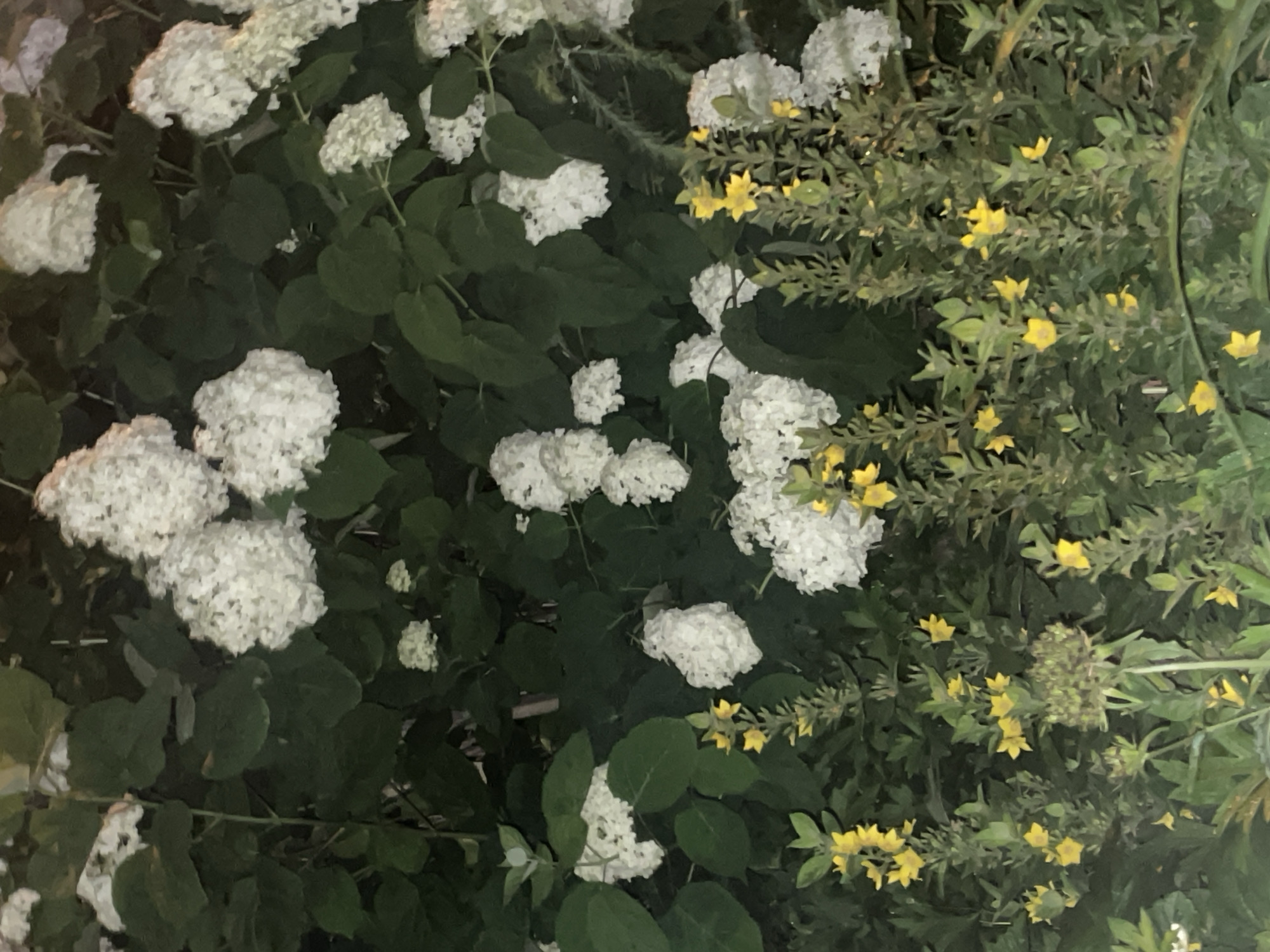 The image shows a close-up view of a dense garden with large clusters of white hydrangeas and smaller yellow flowers, likely Lysimachia. The hydrangeas are in full bloom, with many spherical flower heads. The leaves of the hydrangea bushes are a deep green. The yellow flowers are smaller and star-shaped, growing on tall, slender stems. The scene appears to be outdoors, likely a garden or park, given the presence of lush vegetation. The lighting suggests it might be evening or early morning, as the colors are somewhat muted and shadows are present. The location is identified as Krasnogorsk, Russia. There are no people or animals visible in the image. The overall impression is one of abundant and vibrant floral growth.