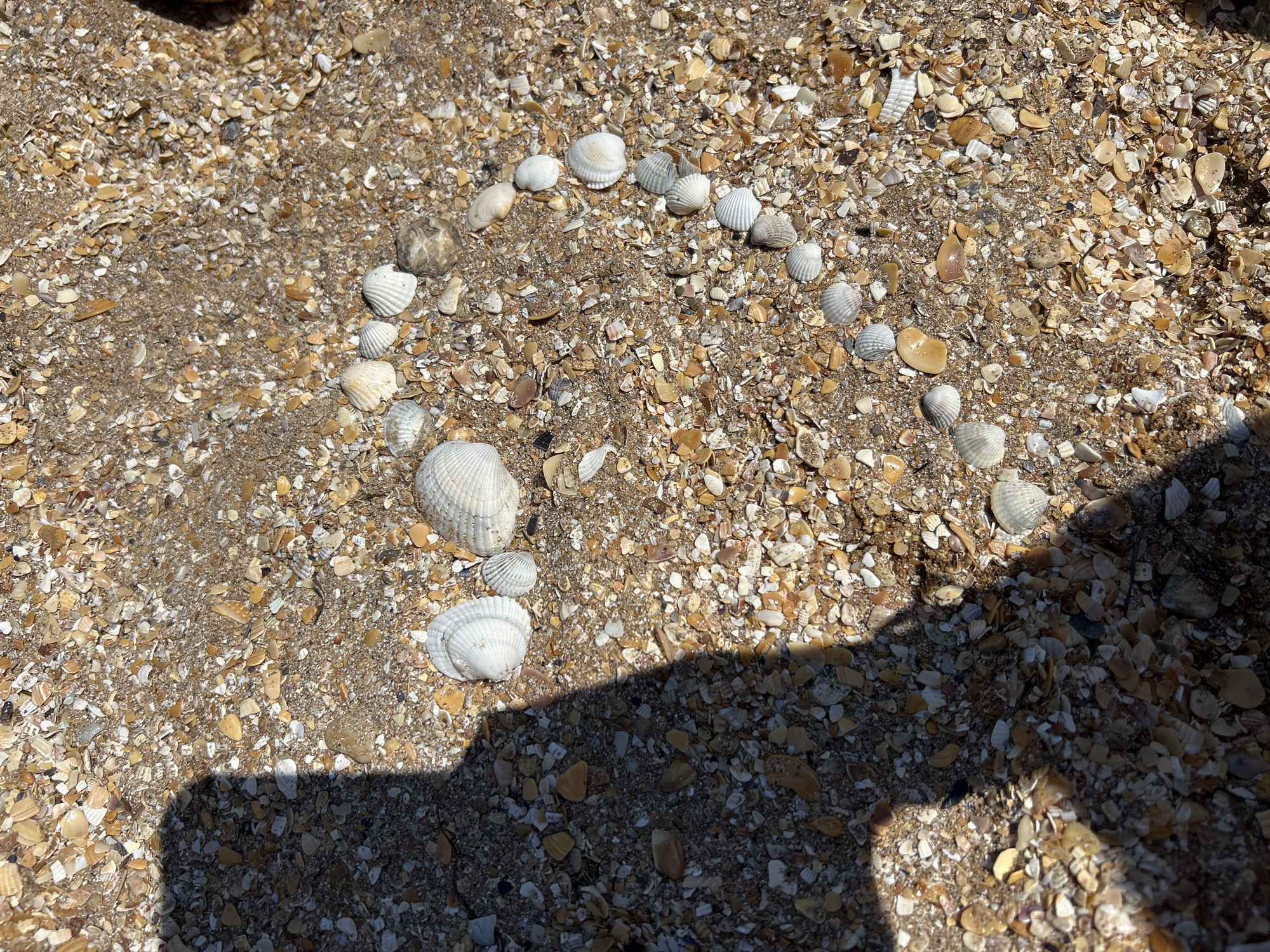 The image displays a close-up view of a sandy beach covered with numerous small seashells of varying colors and sizes, primarily in shades of white, beige, and brown. Arranged in a roughly semicircular pattern on the sand are several larger, distinct seashells, creating a decorative design. The lighting suggests it is daytime, with a shadow cast on the lower right portion of the image, indicating the presence of an unseen object or person. The overall scene is one of natural beach elements, with no people or specific activities explicitly depicted beyond the arrangement of shells. The setting appears to be a natural beach environment, likely in a coastal area. There is no visible text in the image.