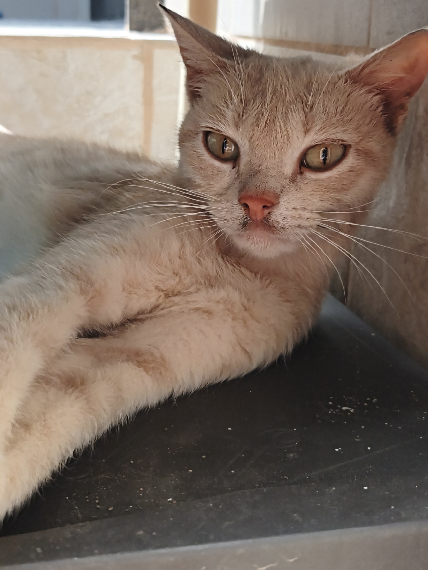 A domestic shorthair cat with light cream and tan-colored fur, prominent golden-amber eyes, a pink nose, and long white whiskers is positioned centrally in a close-up, eye-level shot. The cat is lying down, stretching its body and front paws towards the left side of the frame, and maintaining direct eye contact with the camera. Its pupils are vertically constricted, exhibiting distinct reflections of external light sources. The animal rests on a dark, flat surface, likely plastic or metal, which shows minor abrasions and is sparsely covered with light-colored particulate debris. The background behind the cat's head consists of a light-colored, textured wall or structure, illuminated by natural light entering from the left. This image was captured in Терновский округ, Ukraine.
