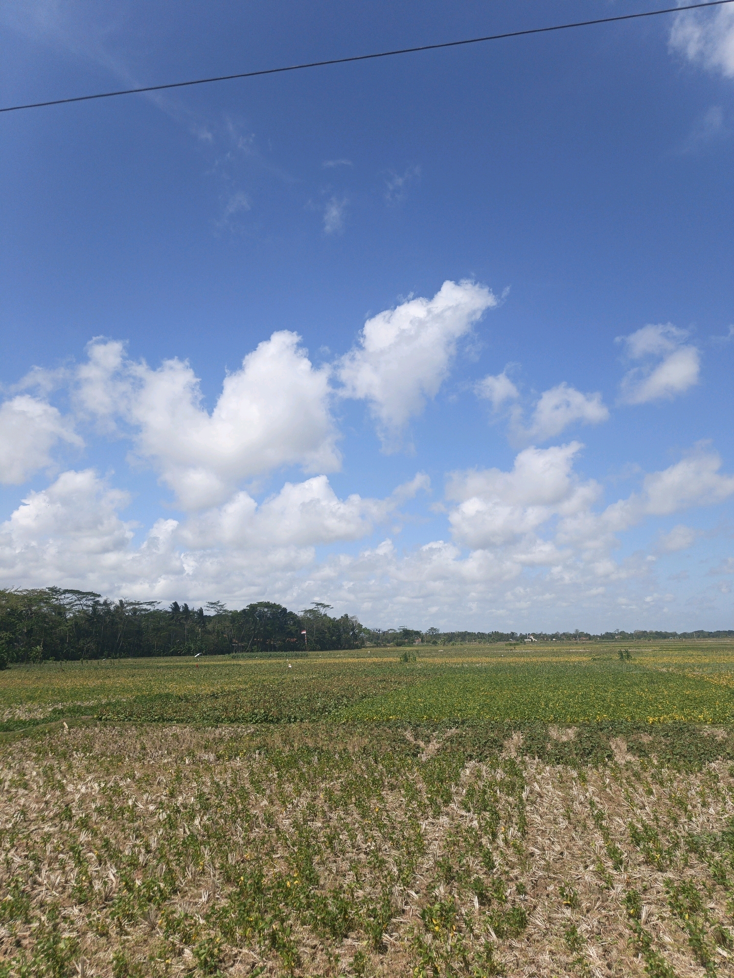 The image depicts a rural landscape with agricultural fields under a bright blue sky dotted with white clouds. In the foreground, a harvested field shows remnants of dry stalks and sparse green growth. This transitions into a section of green crops, possibly sunflowers or a similar flowering plant, with some patches of yellow visible. In the background, a dense line of trees separates the fields from the horizon, beyond which a few scattered buildings are visible. The scene appears to be located in the city of Kamulyan, Indonesia, characterized by its agricultural terrain and tropical flora. A thin black wire stretches horizontally across the upper portion of the sky.