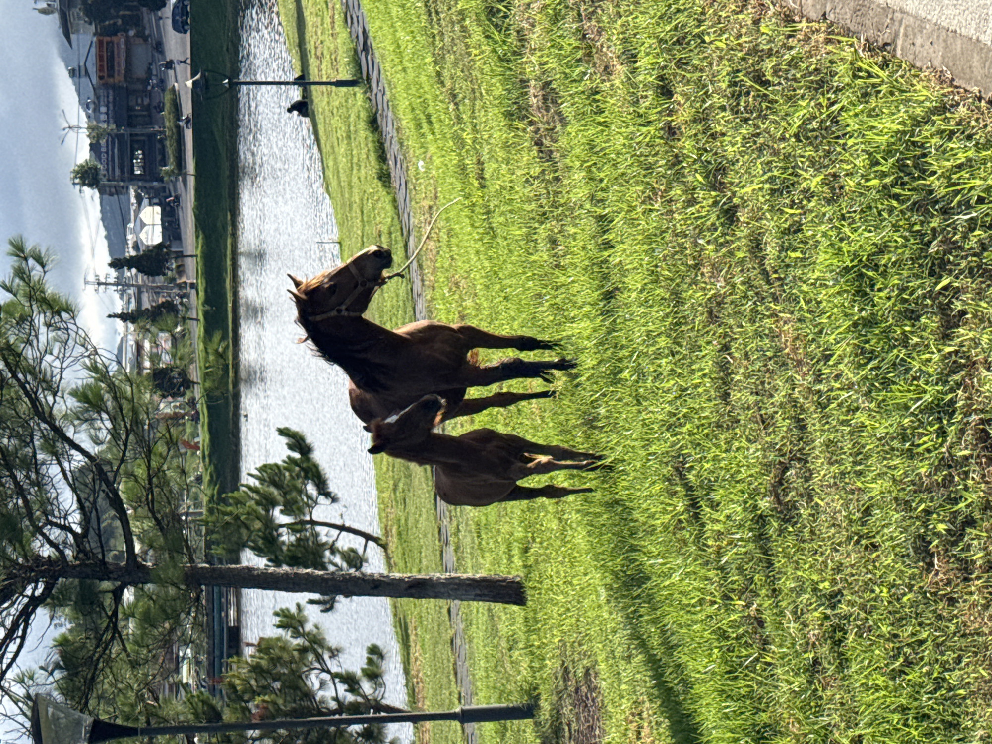 The image depicts a sunny daytime scene at Xuan Huong Lake in Da Lat, Vietnam. Two horses, an adult and a foal, are grazing on a grassy embankment overlooking the lake. The adult horse is a reddish-brown color and wears a bridle. The foal is a darker brown. In the background, the lake is visible, with a few people sitting on the shore and some buildings and trees lining the opposite bank. The sky is partly cloudy. The scene is set in a park-like area with a paved walkway bordering the grass.