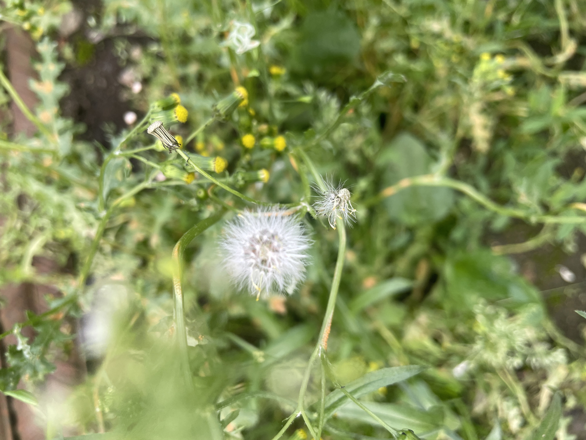A close-up, slightly blurred, outdoor shot in Olginka, Russia, shows two dandelions in seed amongst other unidentified green plants. The main dandelion in the center of the image is a complete, spherical seed head. To its right and slightly above is a smaller, partially dispersed seed head. The plants are located in a grassy area with some bare earth visible in the background. The overall impression is of a natural, overgrown space.