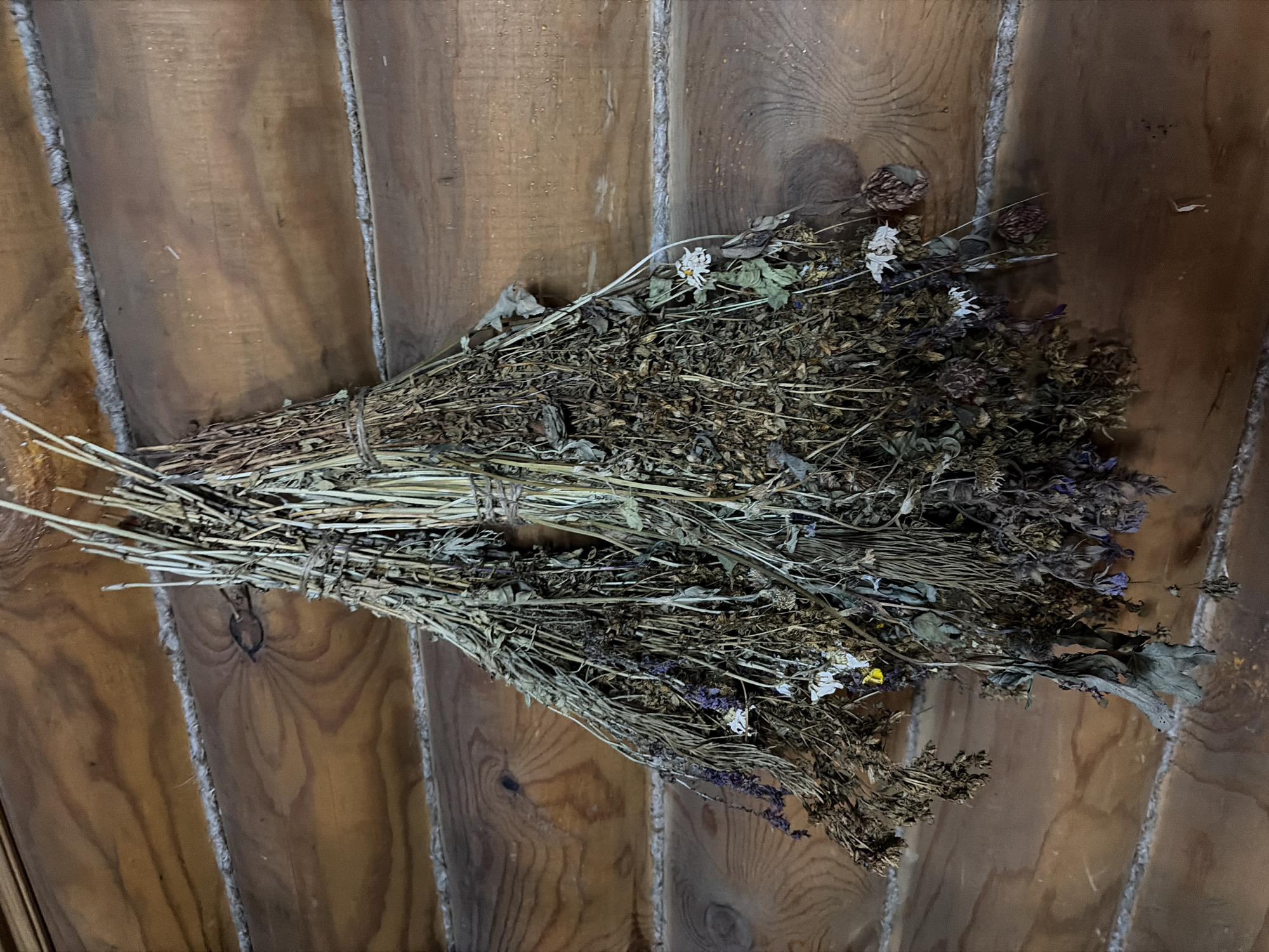 A bundle of dried herbs hangs on a rustic wooden wall. The wall is constructed of horizontal logs, with visible grain patterns and knots. The herbs are tied together with twine, forming two distinct bunches. The dried plants appear to be a mixture of various species, some with small flowers in shades of white and purple, and others with seed heads. The overall impression is one of traditional or folk decor. This scene could be found in a rural home or a historical building in a place like Panovka, Russia, known for its traditional architecture and connection to nature.