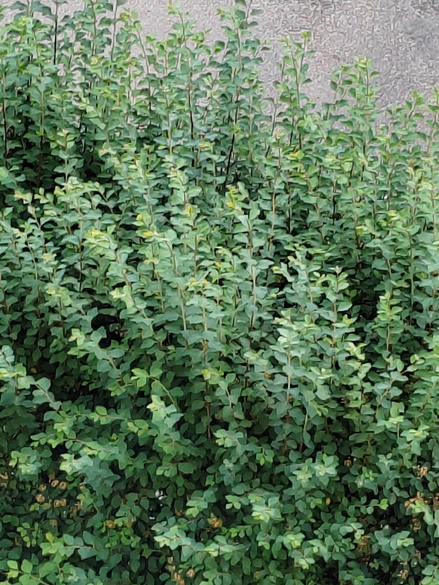 The image shows a close-up view of dense green foliage from a shrub or tree. The leaves are small and ovular, with a lighter green color on the inside of the foliage and a darker green on the outer edges. The stems are thin and dark, branching out to support the leaves. Behind the foliage, a textured, light gray surface is visible, possibly a wall or building facade. There are no people, animals, or significant objects in the frame. The lighting suggests it is daytime, with some shadows and highlights on the leaves. The scene appears to be an outdoor environment. The image does not provide any specific details that would indicate its location within the city of Brest, Belarus.