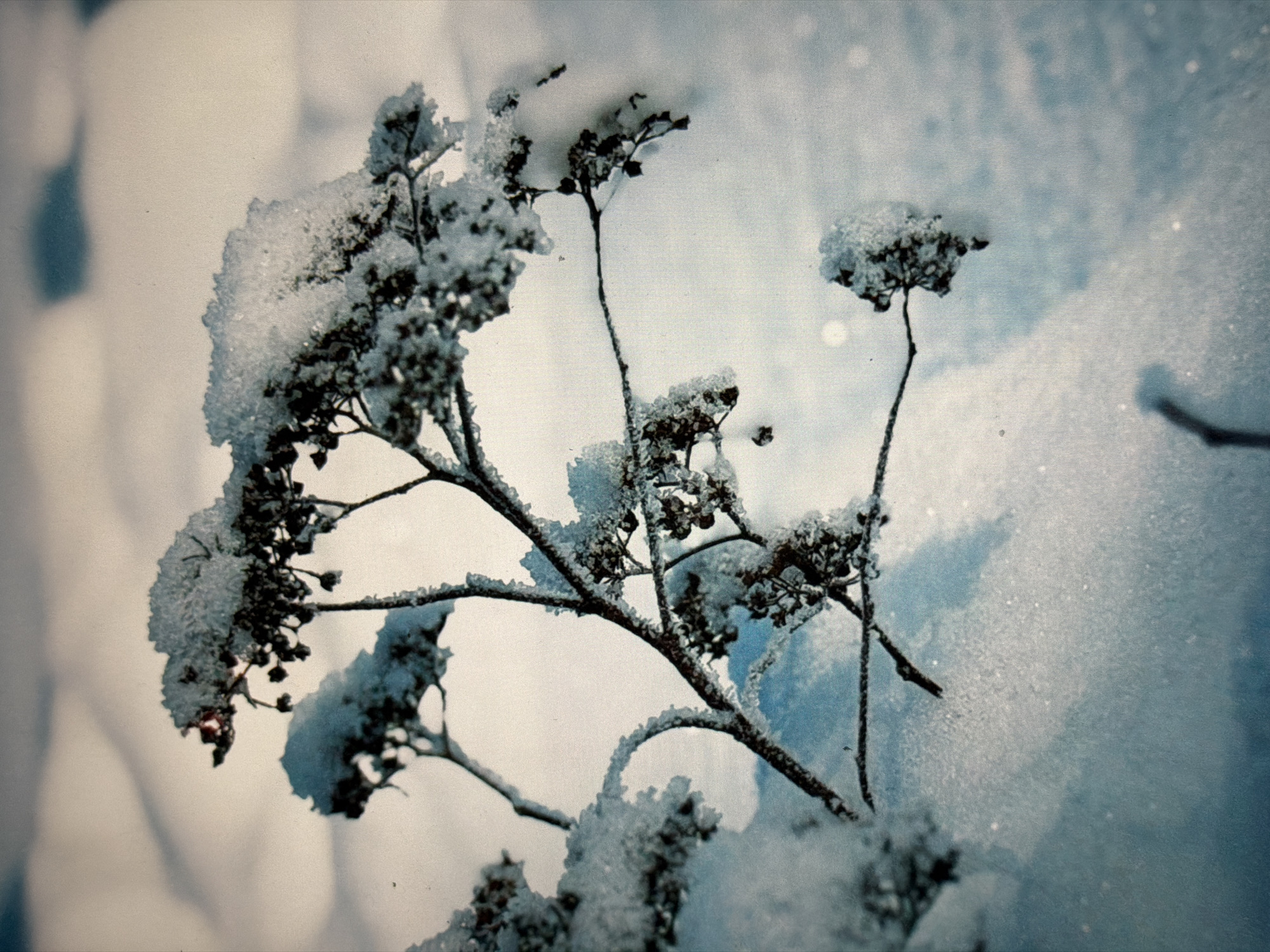 The image depicts a close-up view of a dried plant stem covered in frost and snow. The plant is silhouetted against a soft, out-of-focus background of white and pale blue, suggesting a snowy environment. The frost crystals are detailed and intricate, highlighting the delicate structure of the plant. The lighting appears to be natural, possibly from a low-angle sun, casting subtle shadows on the snow. There are no people, animals, or buildings visible in the image. The scene is a serene winter landscape, focused on the natural beauty of frost and snow on vegetation. The image was taken in Krasnodar, Russia.