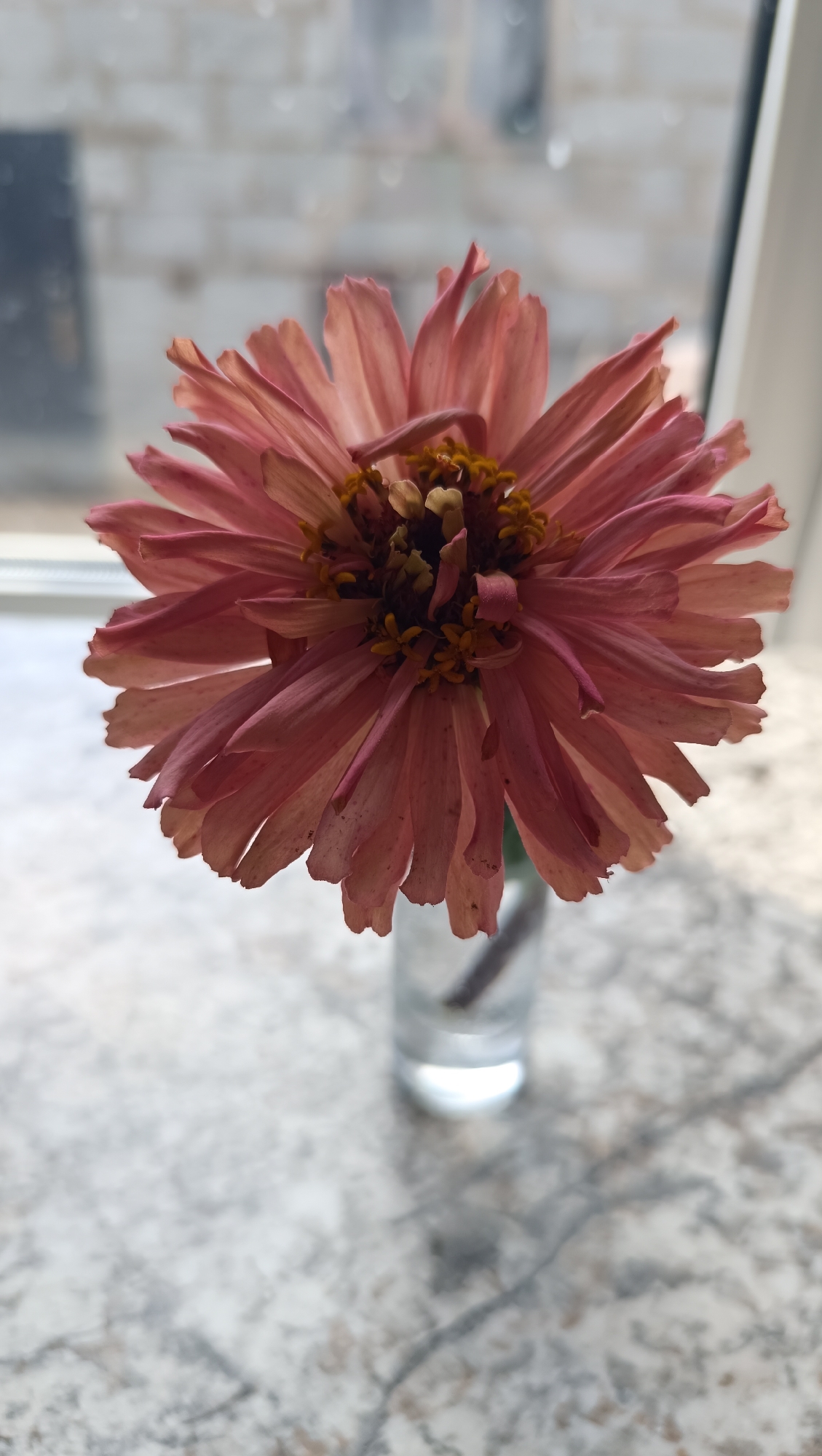 A single, pink-hued zinnia flower, with ruffled petals and prominent yellow stamens, is positioned in a clear glass vase on a speckled countertop. The vase, containing a small amount of water and a visible stem, is placed centrally in the frame. In the background, a blurred window shows a faint brick pattern, suggesting an indoor setting, possibly near a window. The lighting appears soft, highlighting the texture of the flower and the countertop. There are no people or animals visible in the image. The location in the city of Karsha, Russia cannot be determined from the visual information provided.