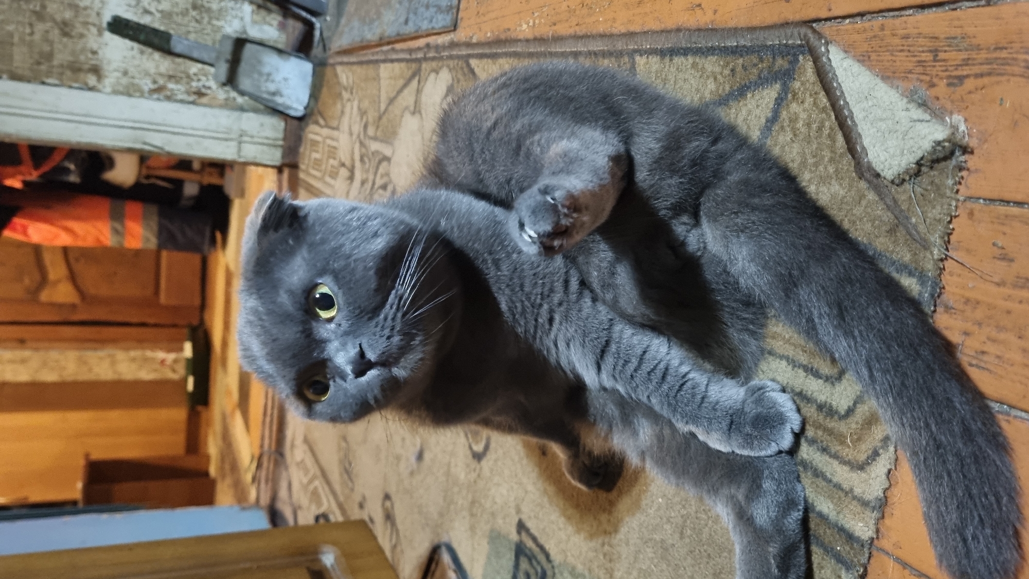 A grey Scottish Fold cat with yellow eyes is sitting on a brown rug with a pattern. The cat is looking to the left. The cat's left paw is raised and bent at the elbow, with its claws visible. Its tail is extended to the right. The background shows a wooden floor and a door. There are also hints of orange and black clothing in the upper right background, possibly a worker's uniform. The scene appears to be indoors, in a room that may be a hallway or an entrance area, with the floor showing signs of wear and tear. The environment does not provide specific details to pinpoint the location to the city of Vysokoe, Russia, or any other specific city.