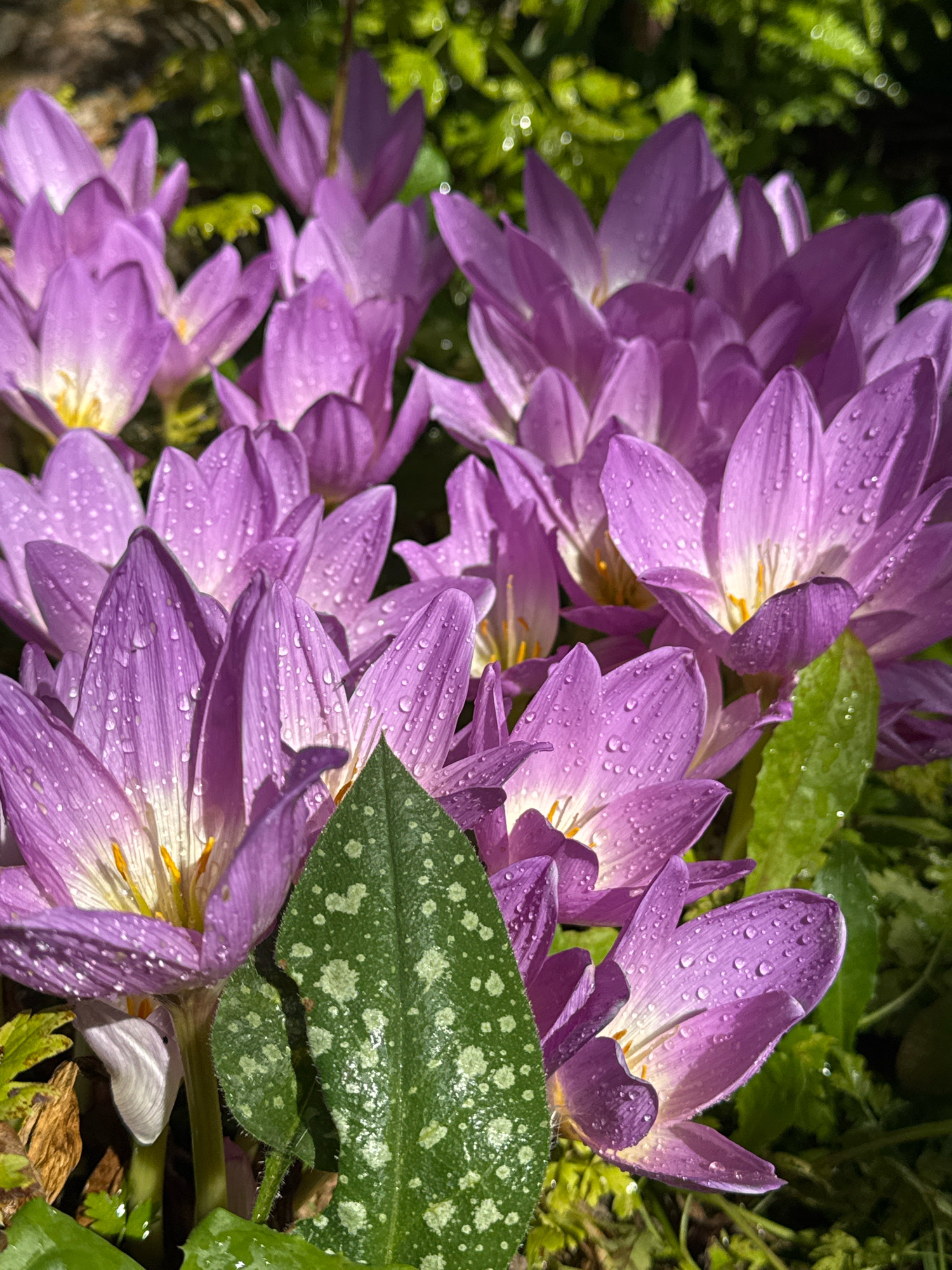 A cluster of blooming purple flowers, likely autumn crocus, is captured in close-up. The petals are adorned with numerous water droplets, suggesting recent rain or dew. The flowers exhibit a gradient of color, transitioning from a deep purple at the tips to a lighter hue with hints of white and yellow towards the center. One prominent green leaf with white speckles is partially visible in the foreground. The background consists of blurred green foliage, creating a soft bokeh effect. The scene is bathed in natural light, highlighting the delicate textures of the flowers and droplets. The image does not depict any people or specific landmarks that would indicate a location within Koklaisay, Kazakhstan.