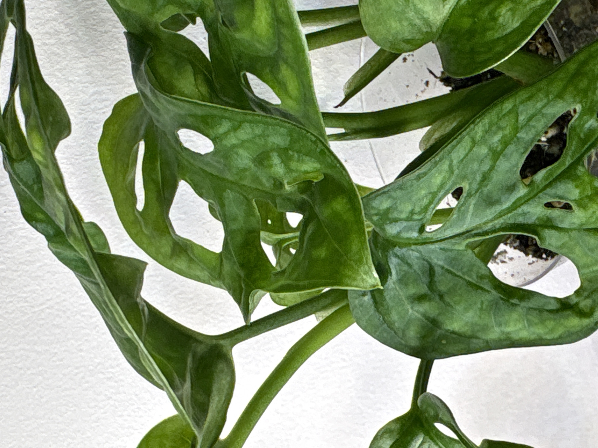 The image shows a close-up of a Monstera adansonii plant with several leaves featuring characteristic holes. The leaves are green with some variation in shade. The stems are also green. The background is a plain white surface. There is no indication of the location being Saint Petersburg, Russia, or any people or actions present in the scene.