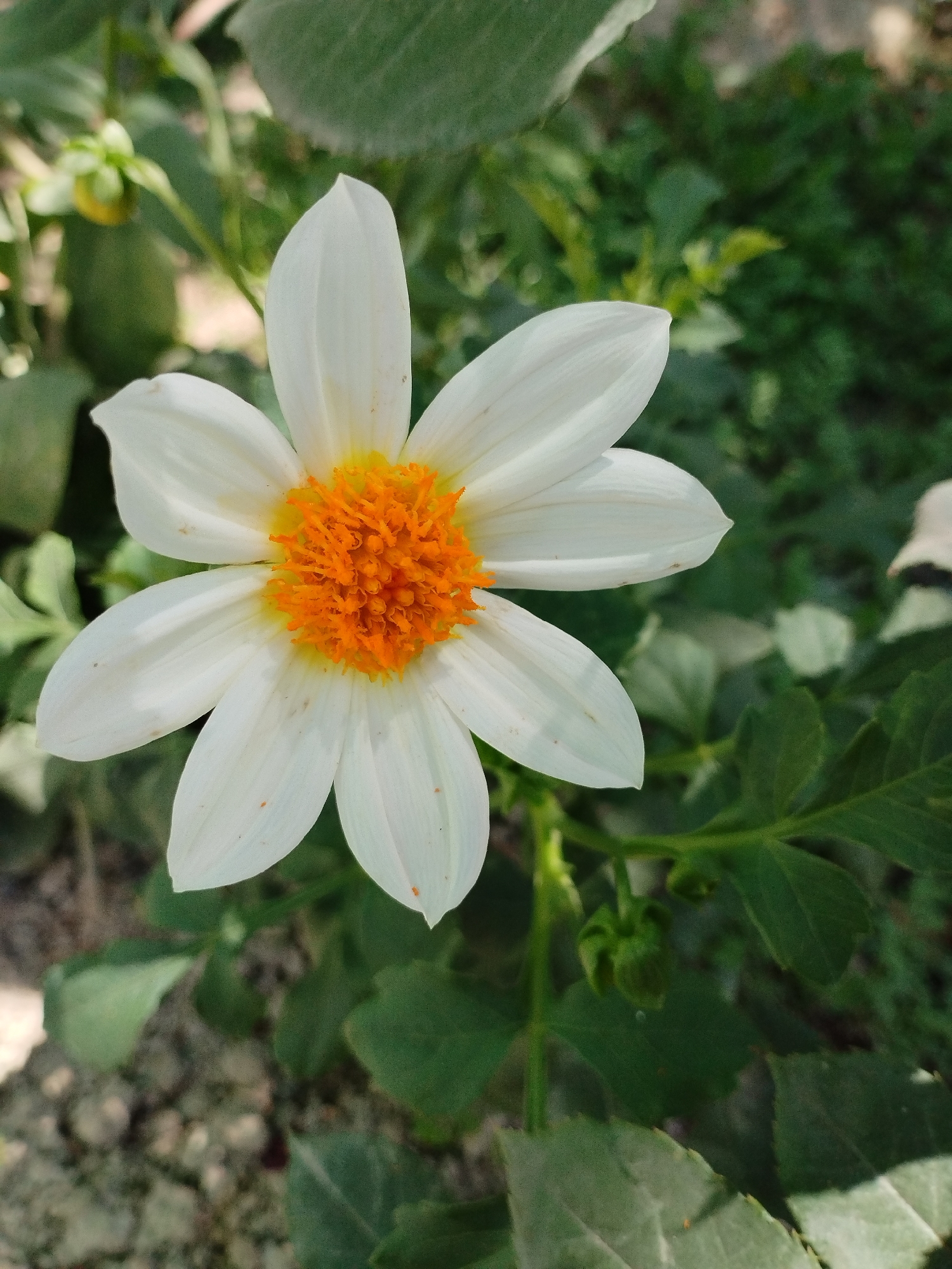 A close-up, eye-level, vertical shot shows a single white daisy-like flower with a bright orange center, set against a blurred background of green foliage and some brown soil. The flower is in sharp focus, with its delicate white petals fanning outwards. The orange center is textured and appears to be composed of many small stamens. The background is out of focus, with variations in green tones suggesting leaves and stems. The overall impression is of a vibrant natural scene. The location is described as the city of Kyzyl-Kyya, Kyrgyzstan.